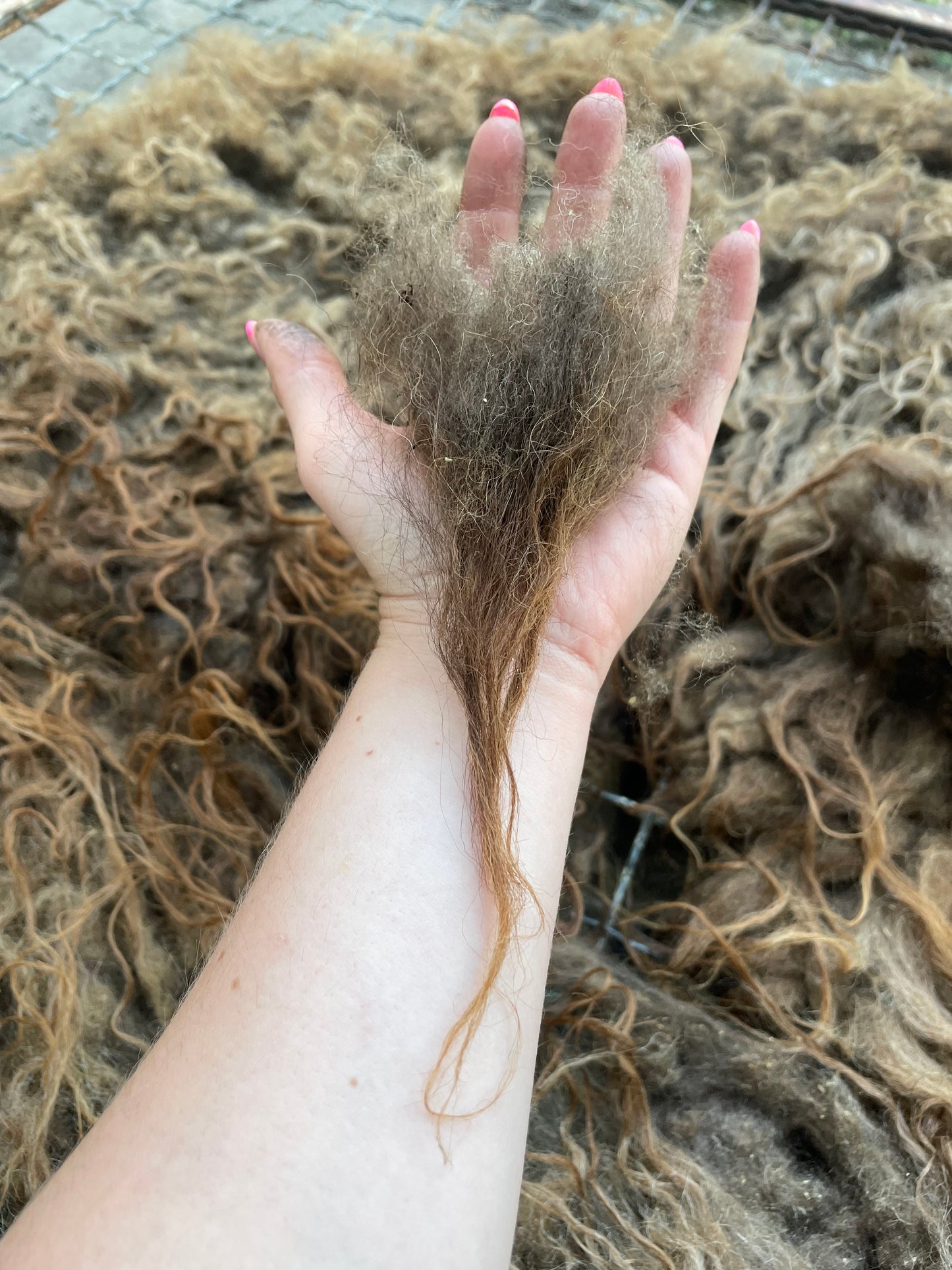 Icelandic Fleece - Tulip