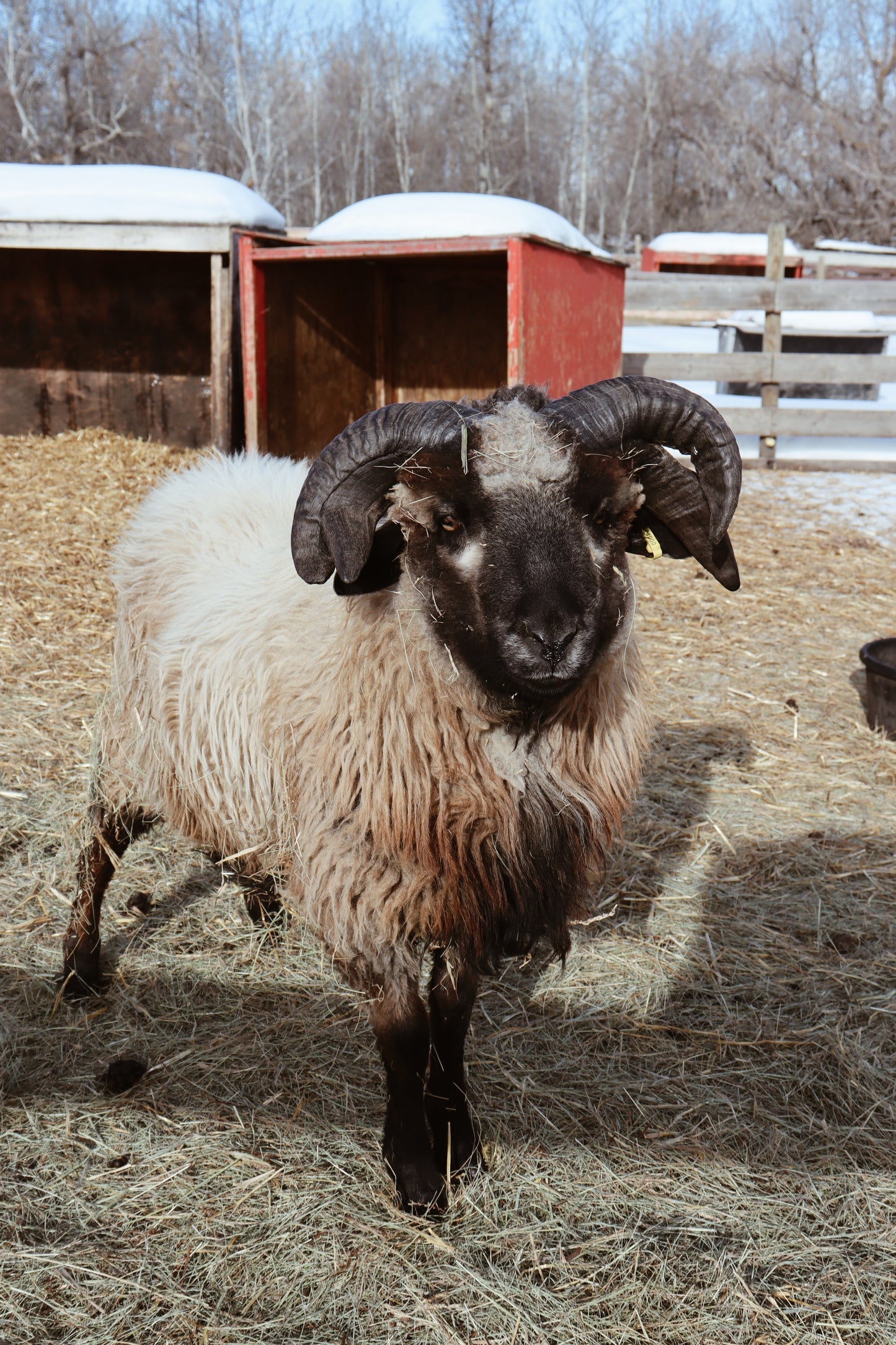 Navajo Churro Wool Dryer Balls - Cruze