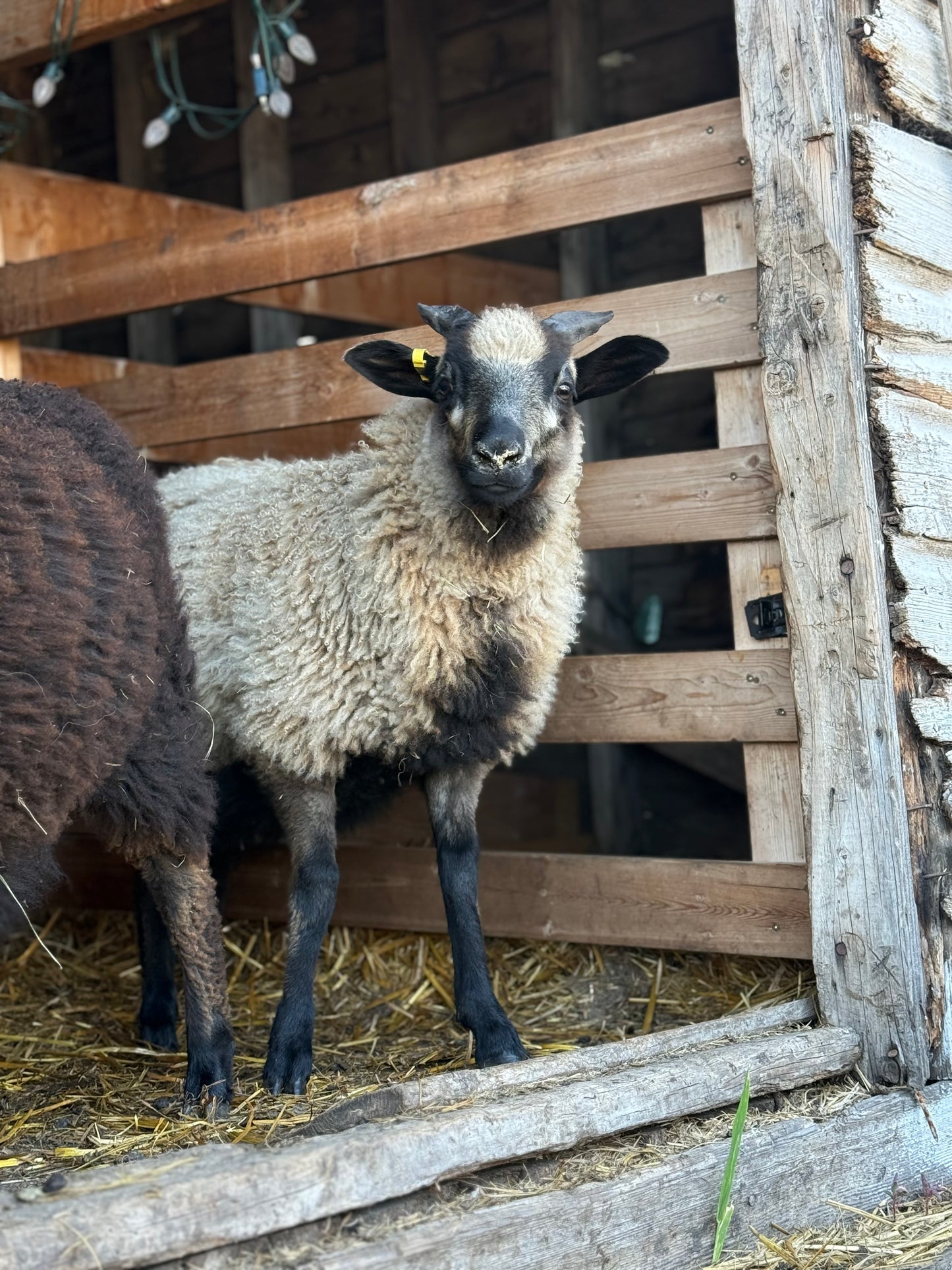 Icelandic x Navajo Churro Lamb Fleece - Aria
