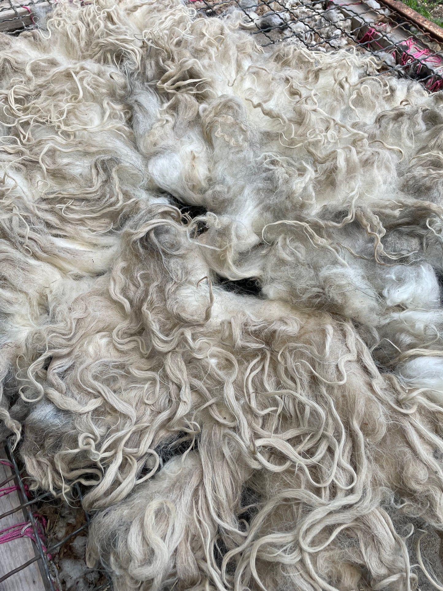 Icelandic Lamb Fleece