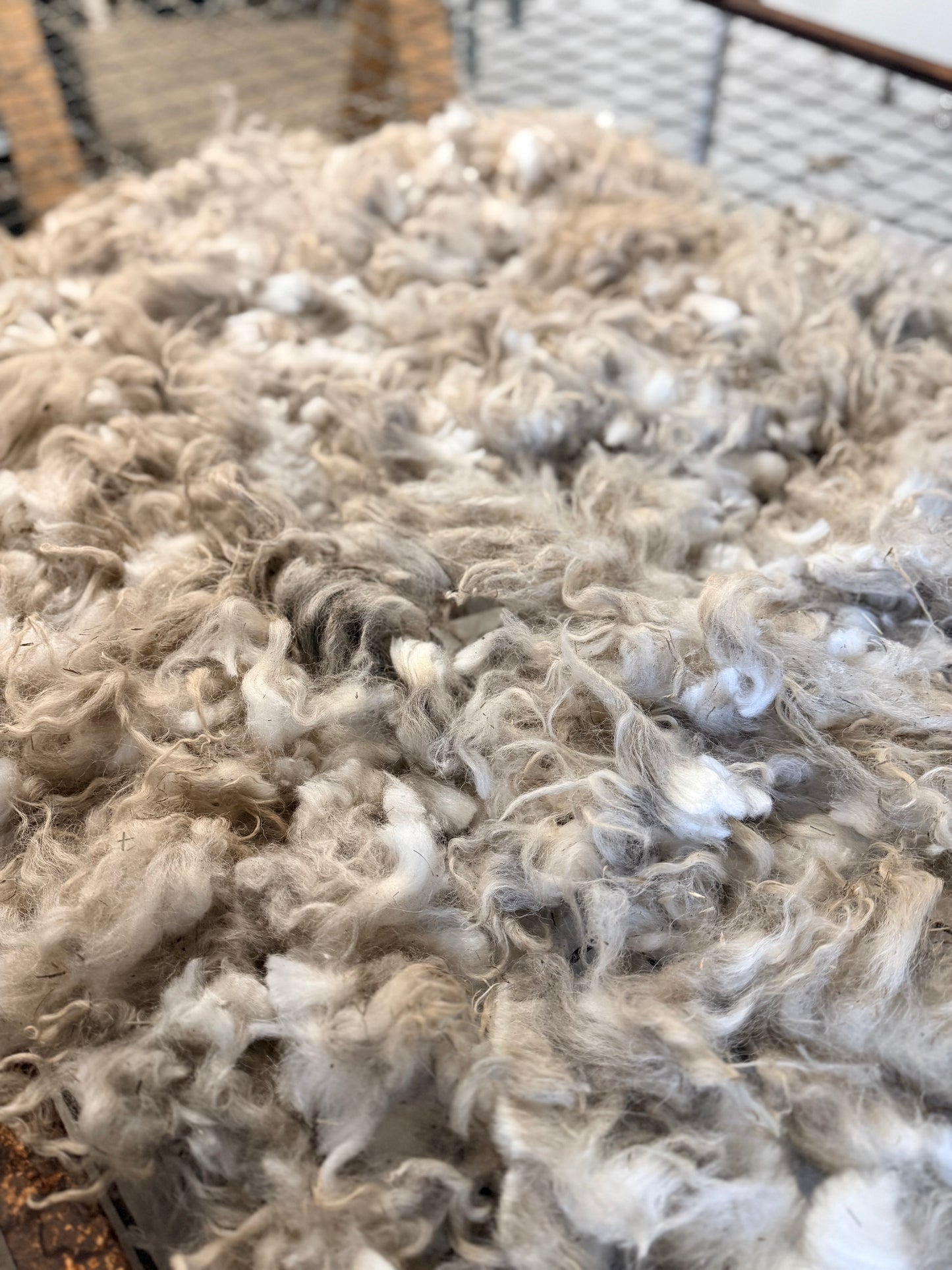 Icelandic x Navajo Churro Lamb Fall 2025 Fleece - “Ian”