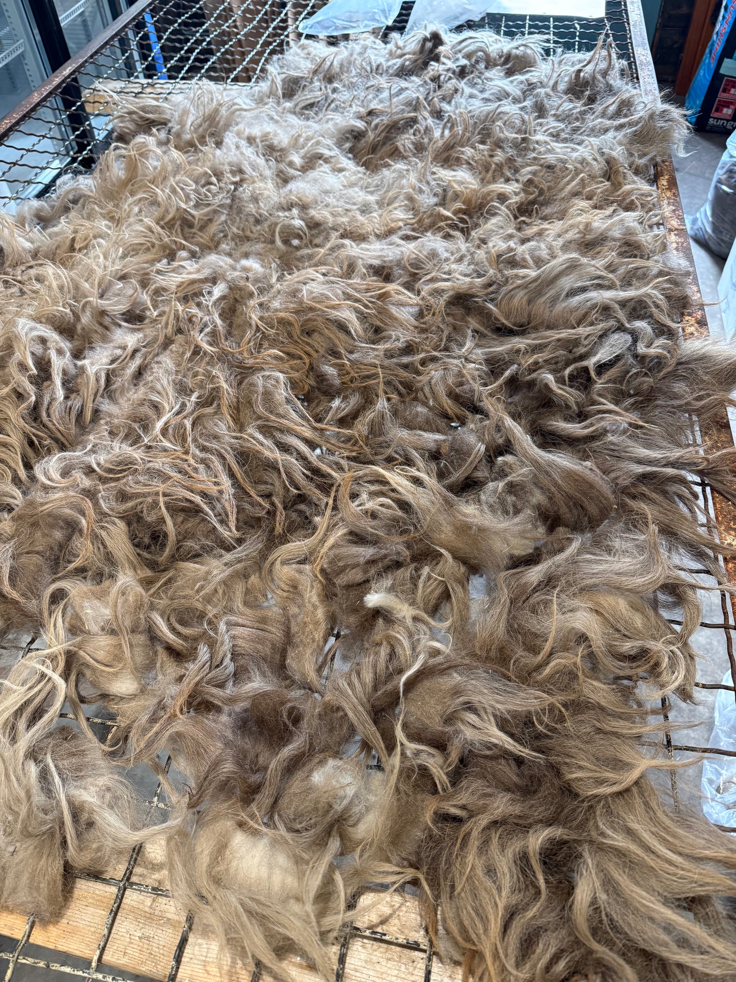 Icelandic Fall 2025 Fleece - “Helga”