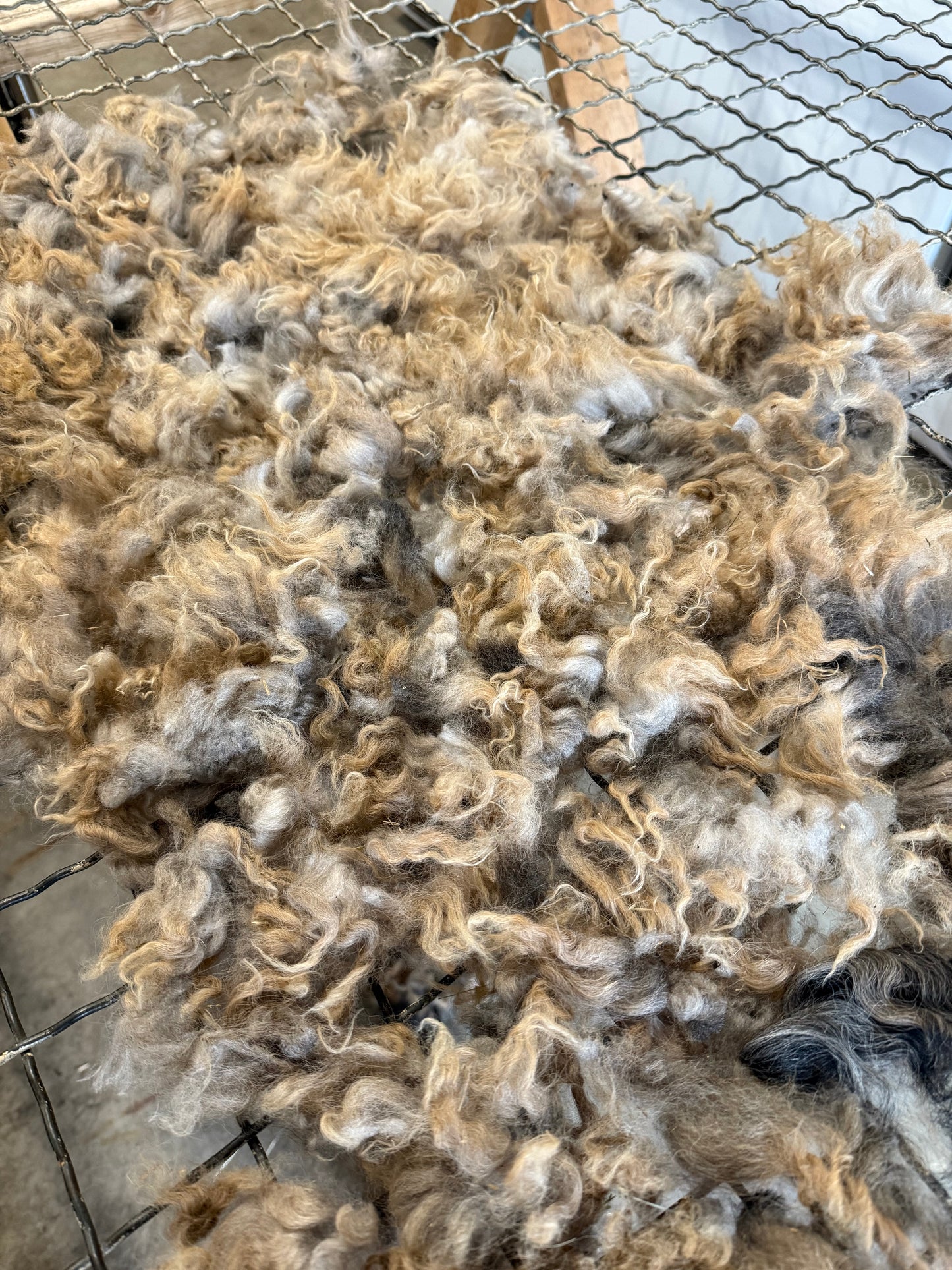 Icelandic x Navajo Churro Lamb Fall 2025 Fleece - “Fern”