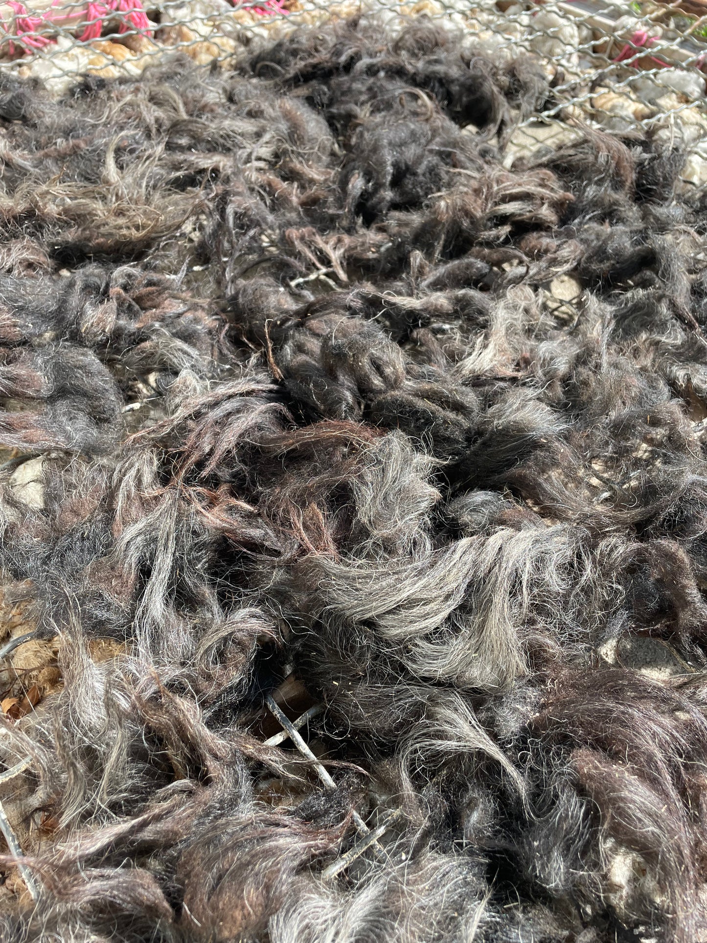 Icelandic Fleece - Astrik