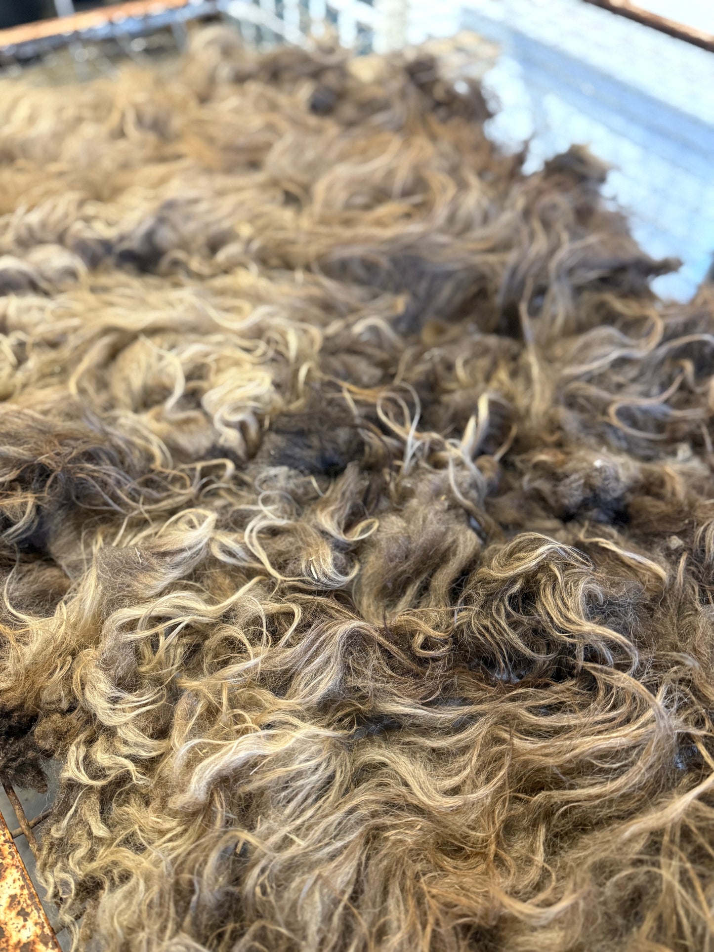 Icelandic Fall 2025 Fleece - “Gwyneth”