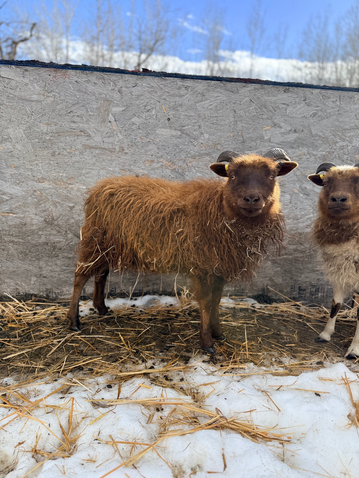 Spring 26’ Icelandic Fleece - “Faida”