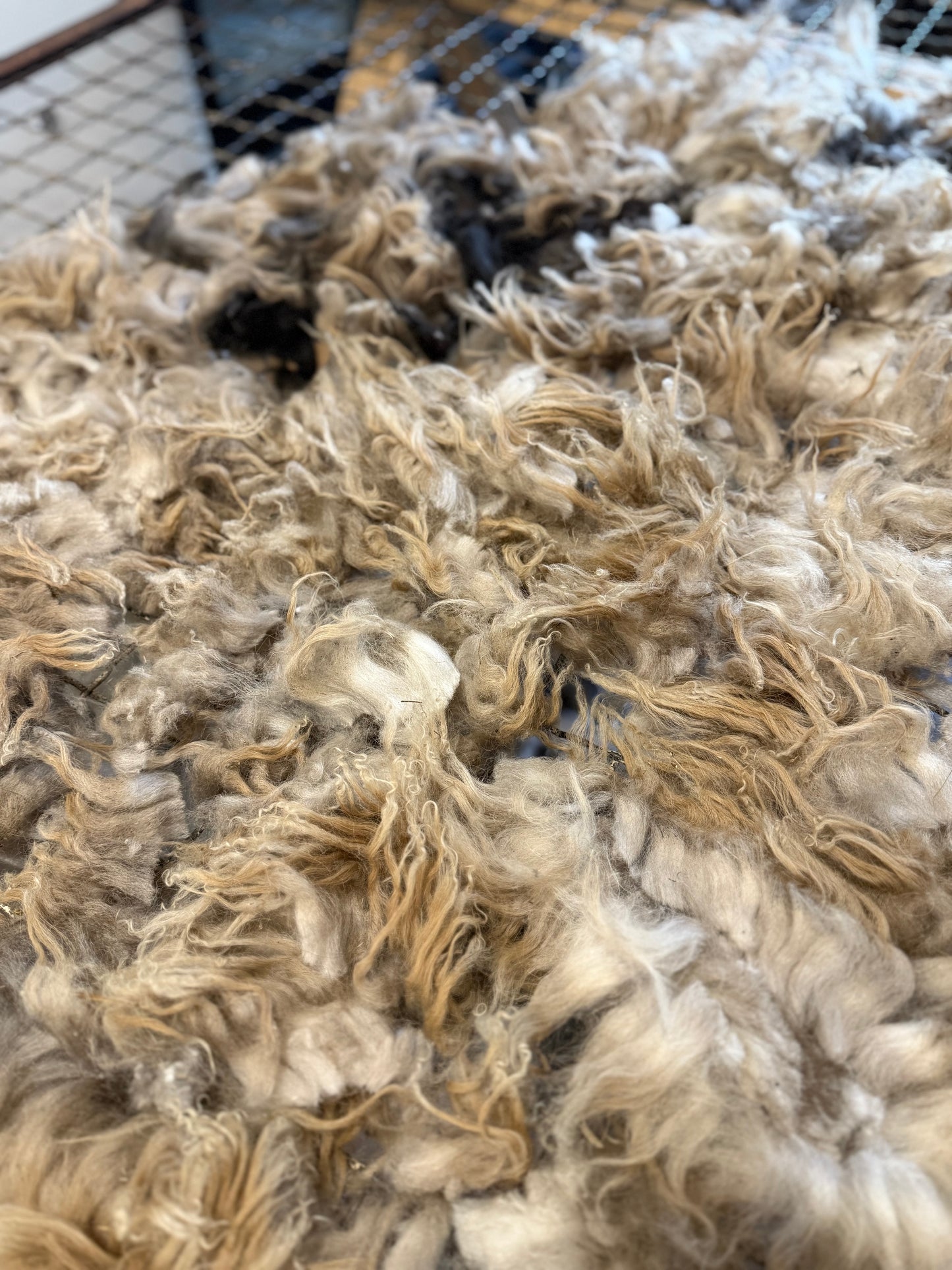 Icelandic x Navajo Churro Lamb Fleece - Aria