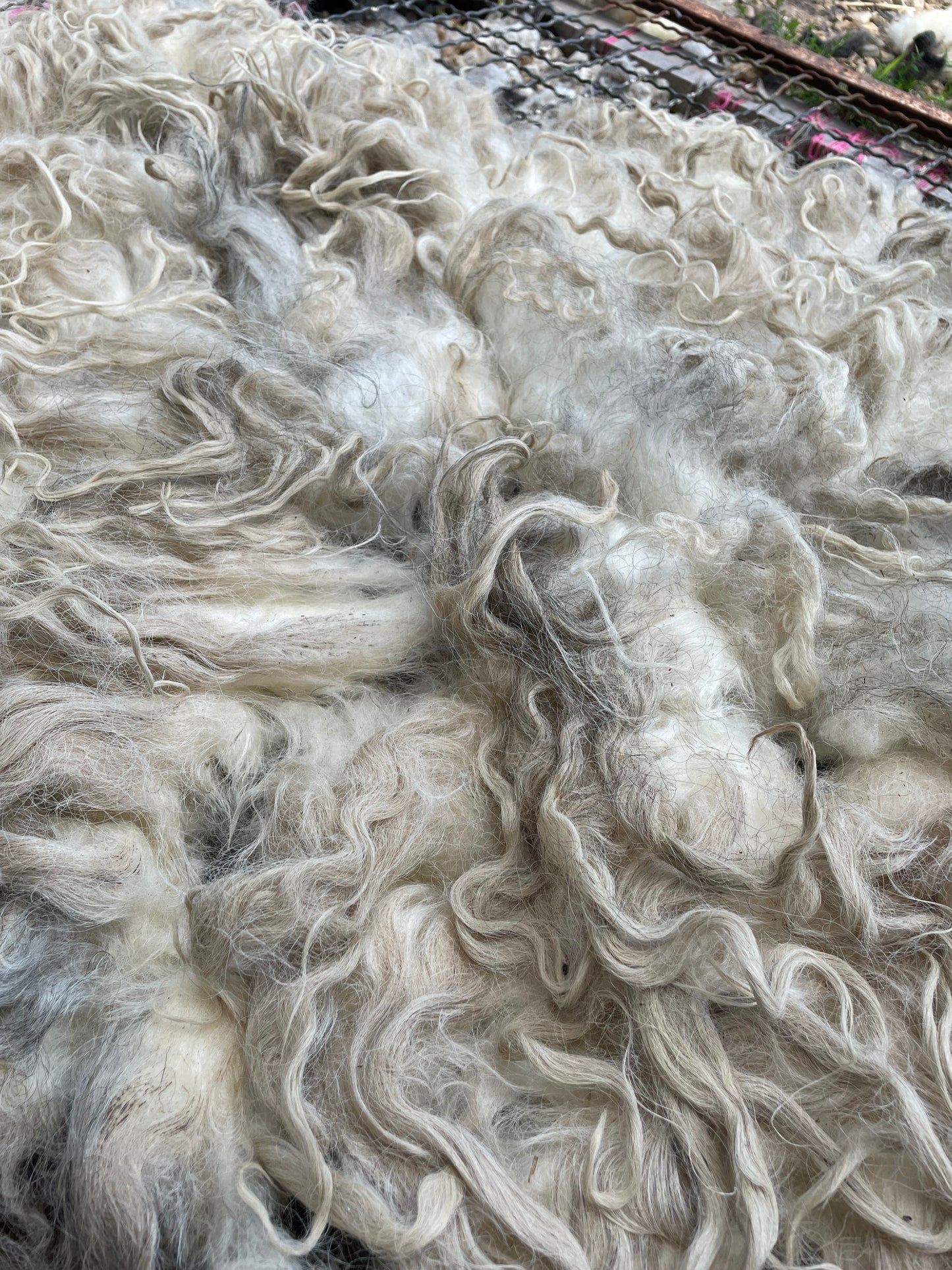 Icelandic Lamb Fleece