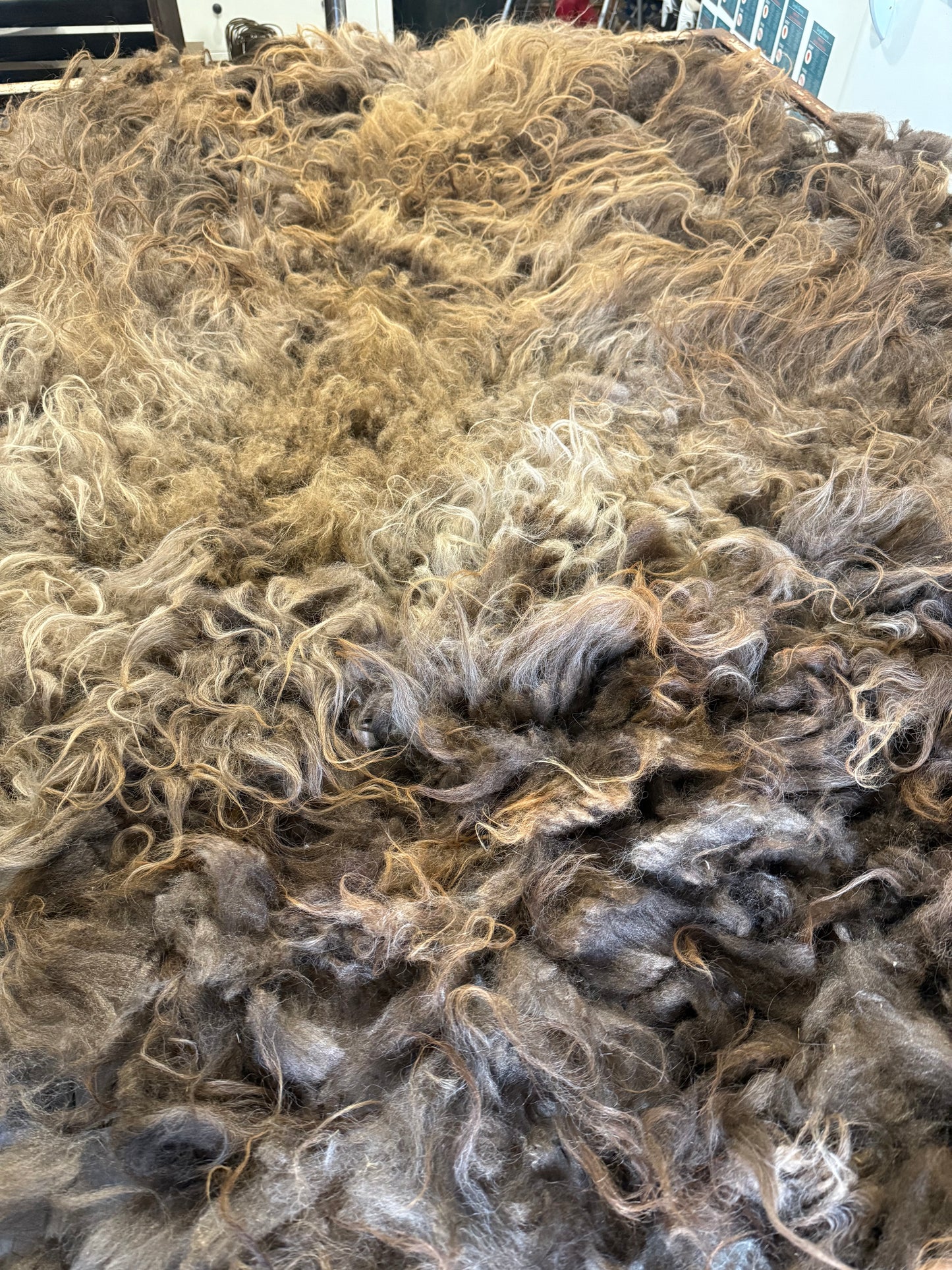 Icelandic Fall 2025 Fleece - “Andi”
