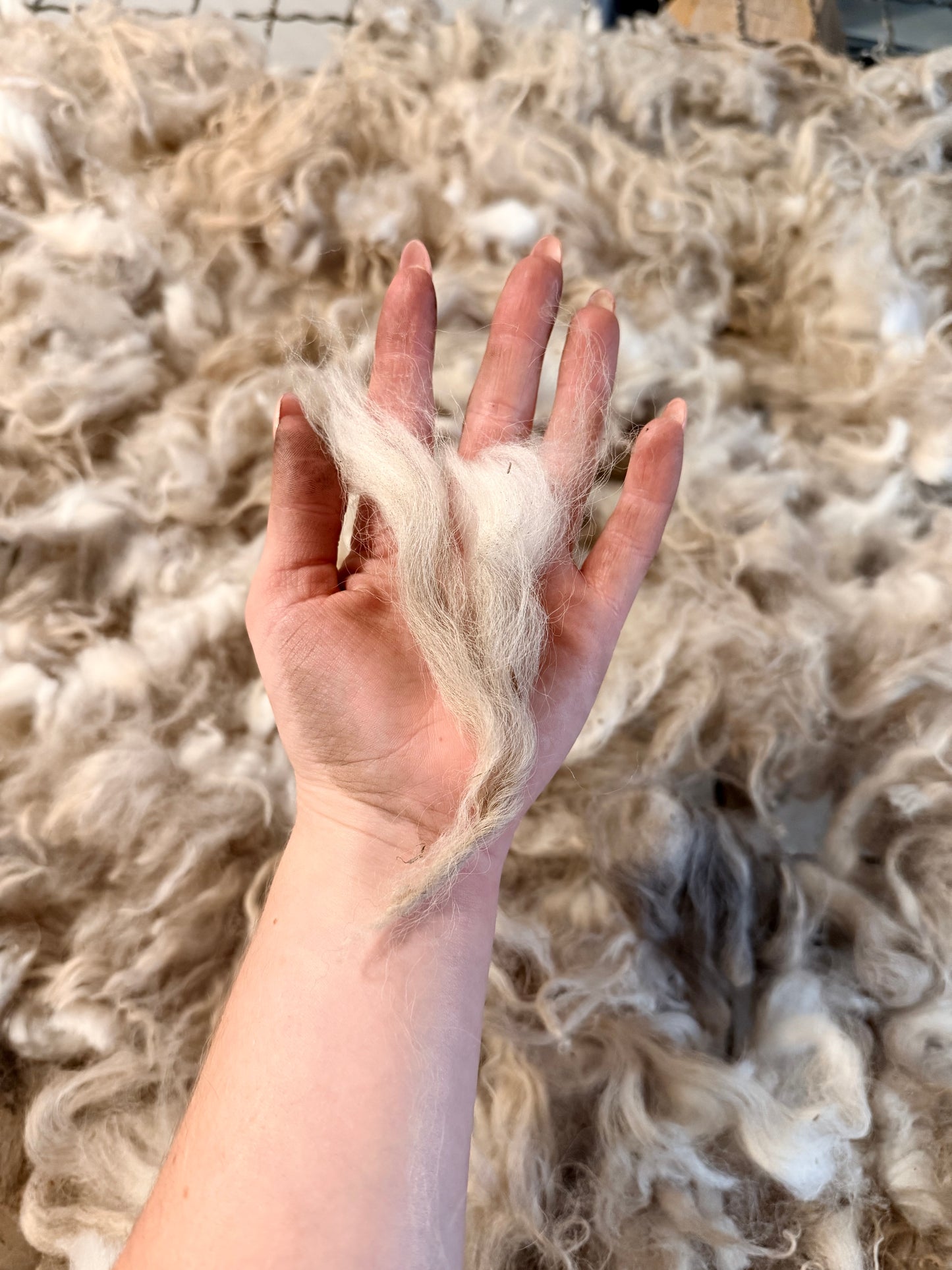 Icelandic x Navajo Churro Lamb Fall 2025 Fleece - “Ian”