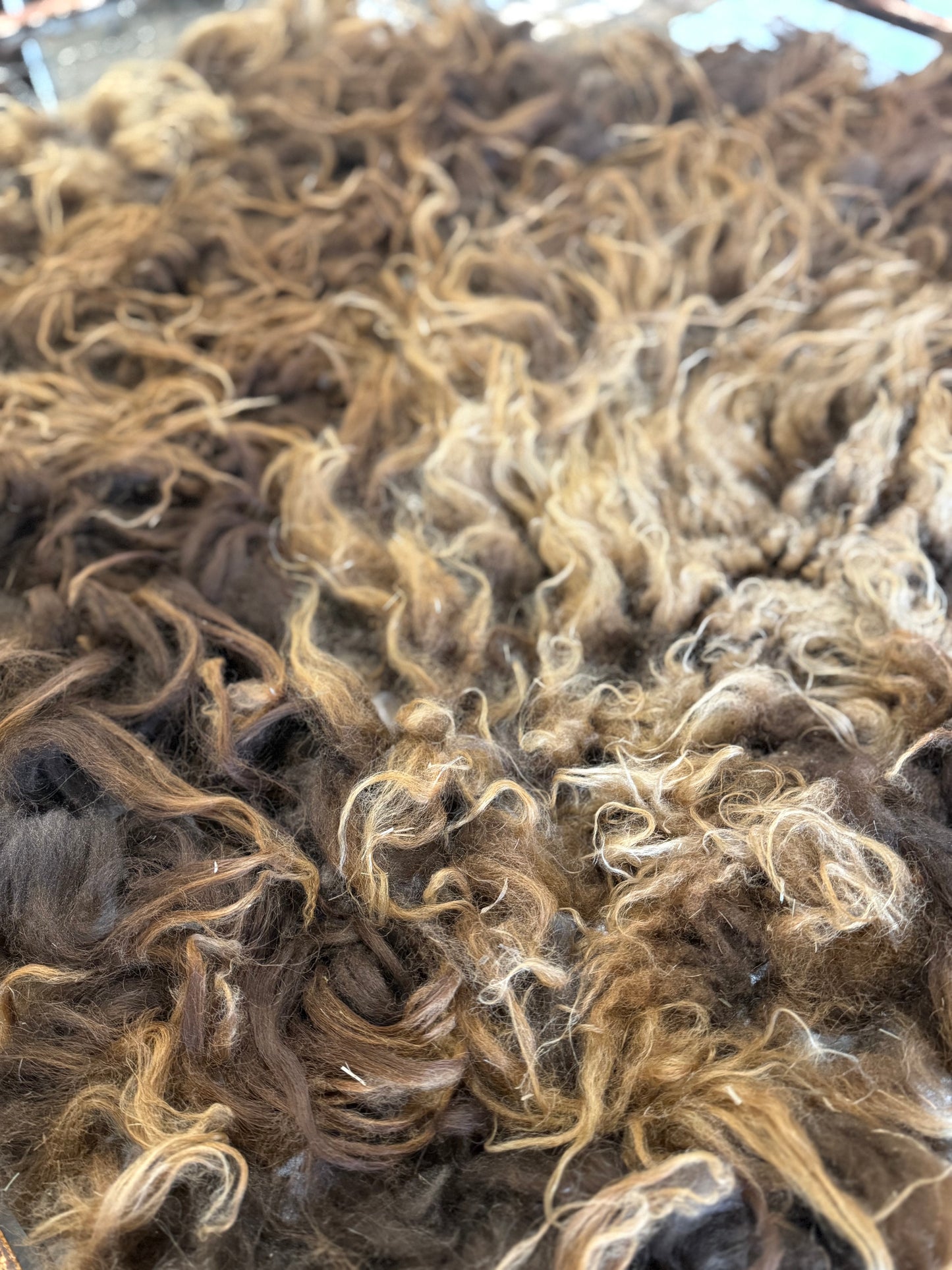 Icelandic Fall 2025 Lamb Fleece - “Nella”