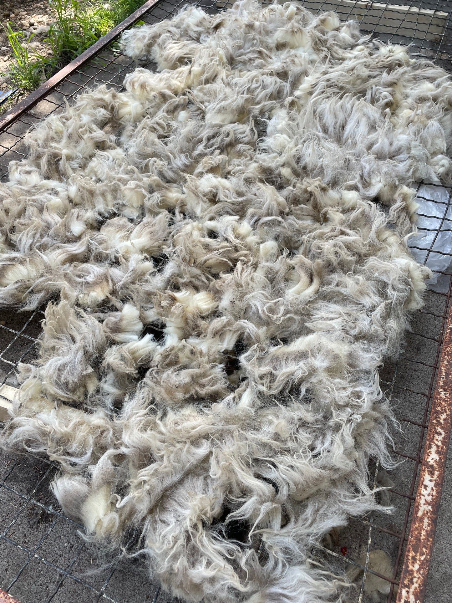 Navajo Churro Fleece - Snow