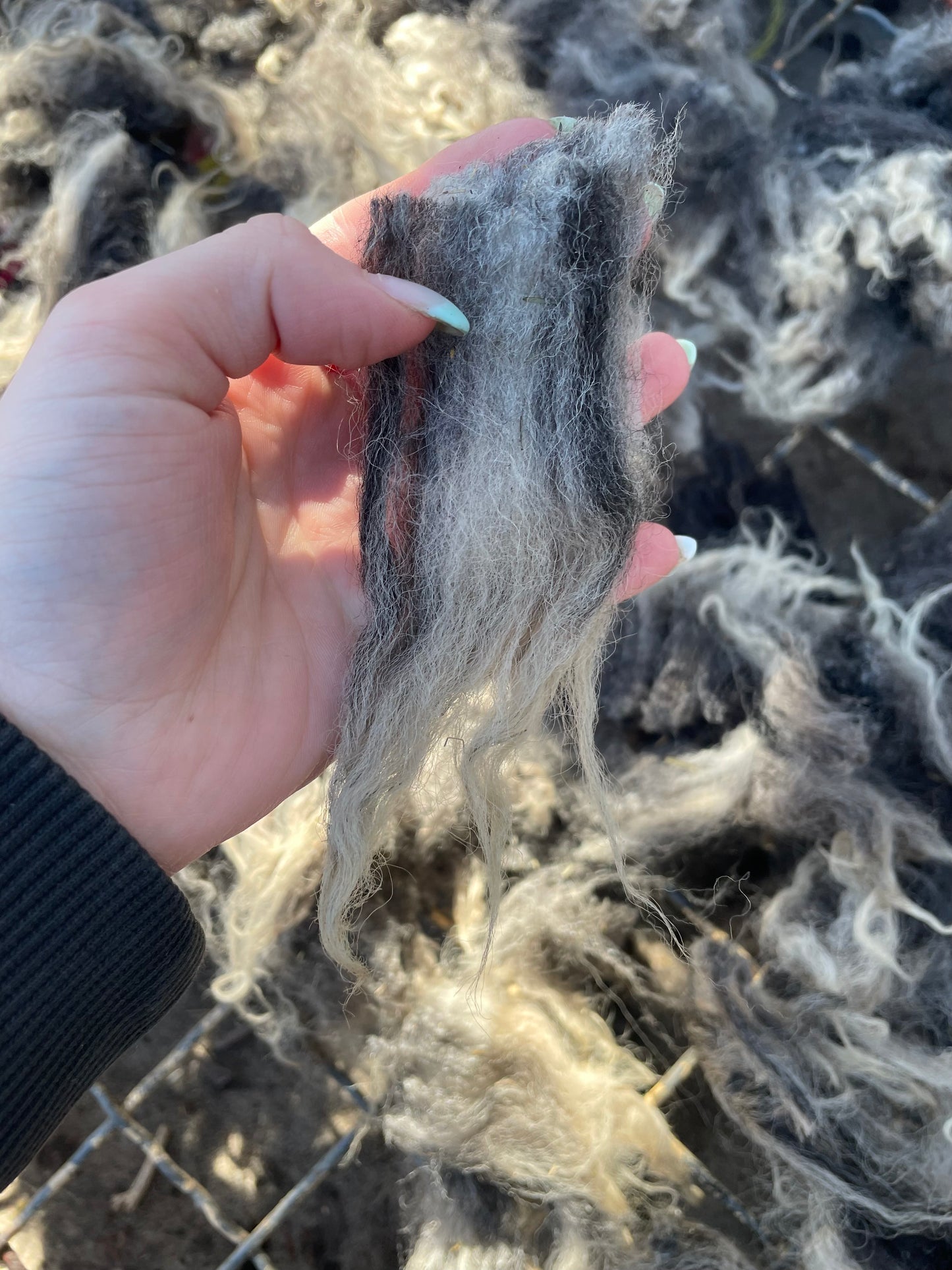 Navajo Churro Lamb - Remy