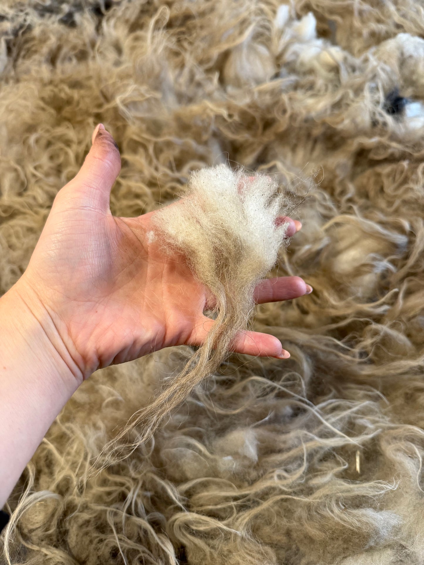 Icelandic Fall 2025 Fleece - “Badger”