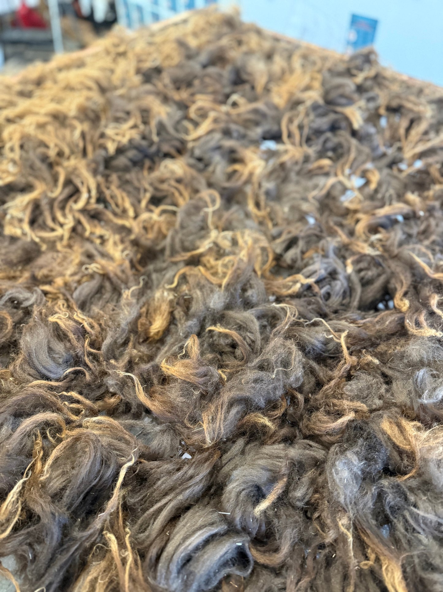 Icelandic Lamb Fall 2025 Fleece - “Faida”