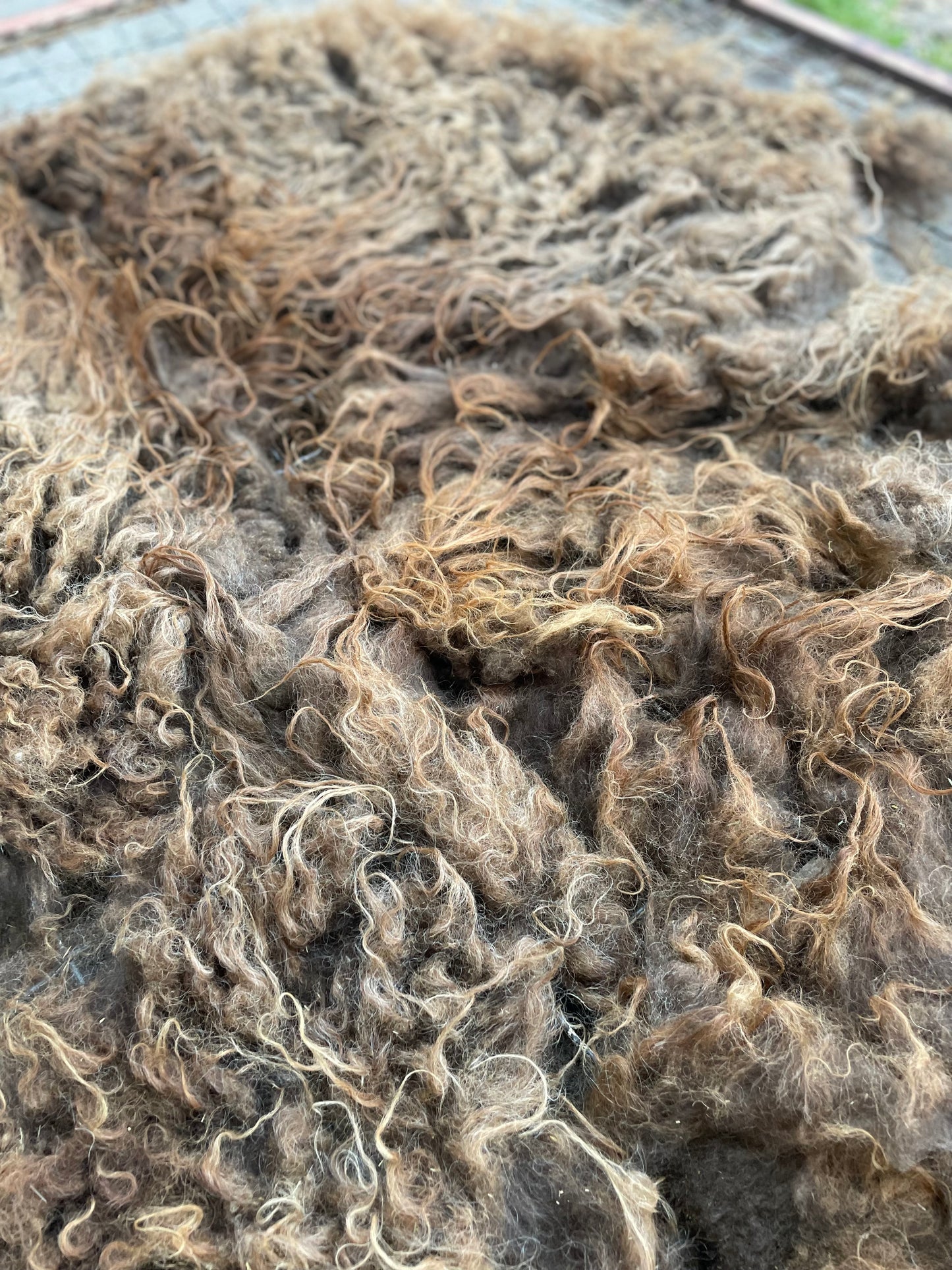 Icelandic Fleece - Tulip