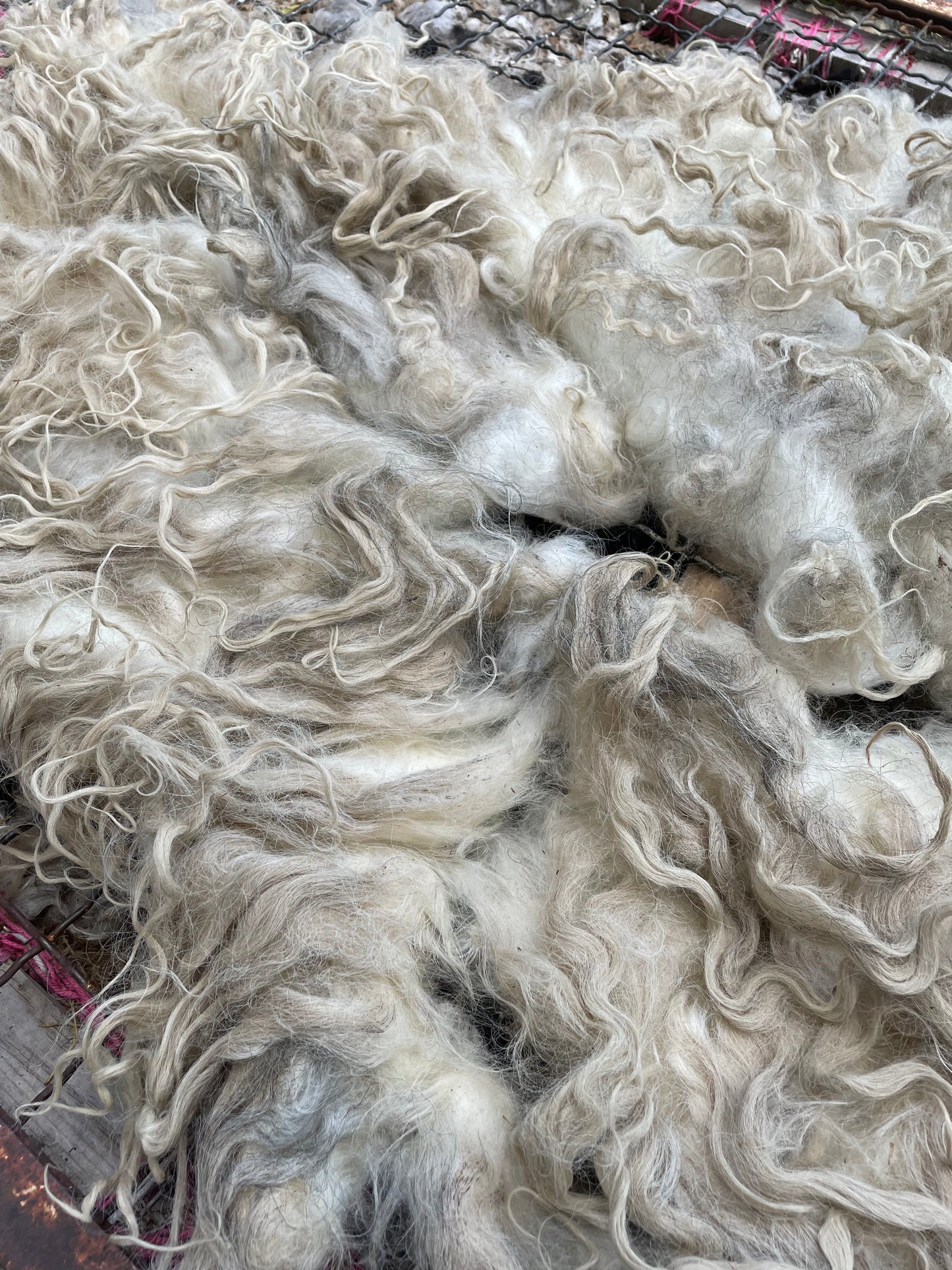 Icelandic Lamb Fleece