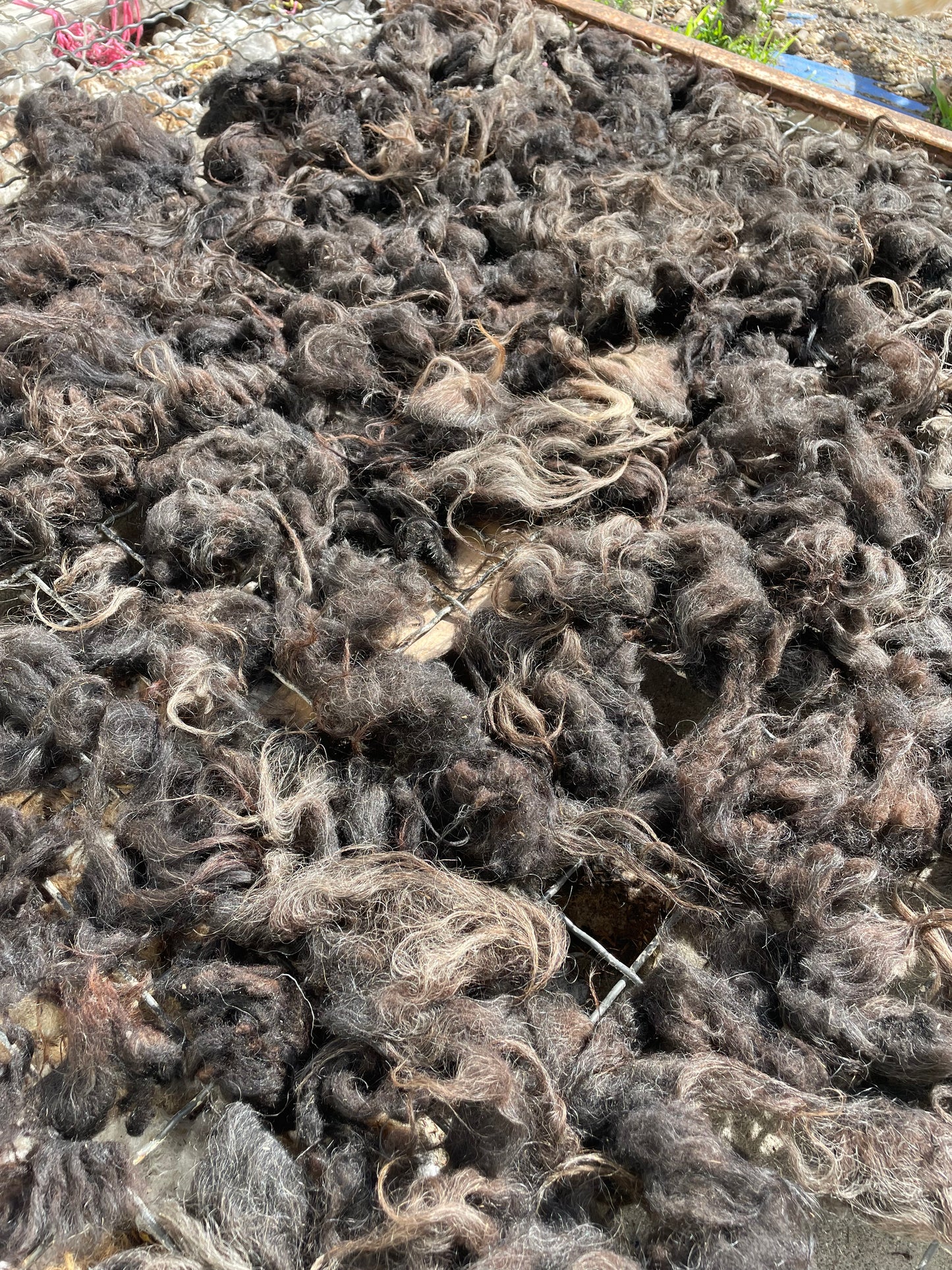 Icelandic Fleece - Gwen