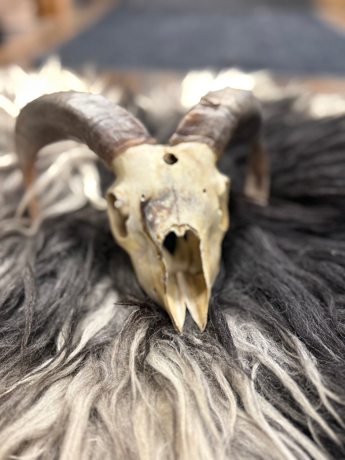 Icelandic Lamb Skull
