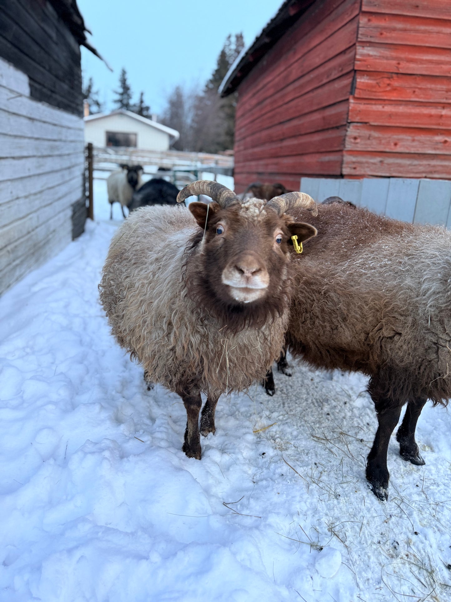 Spring 26’ Icelandic Fleece - “Icy”