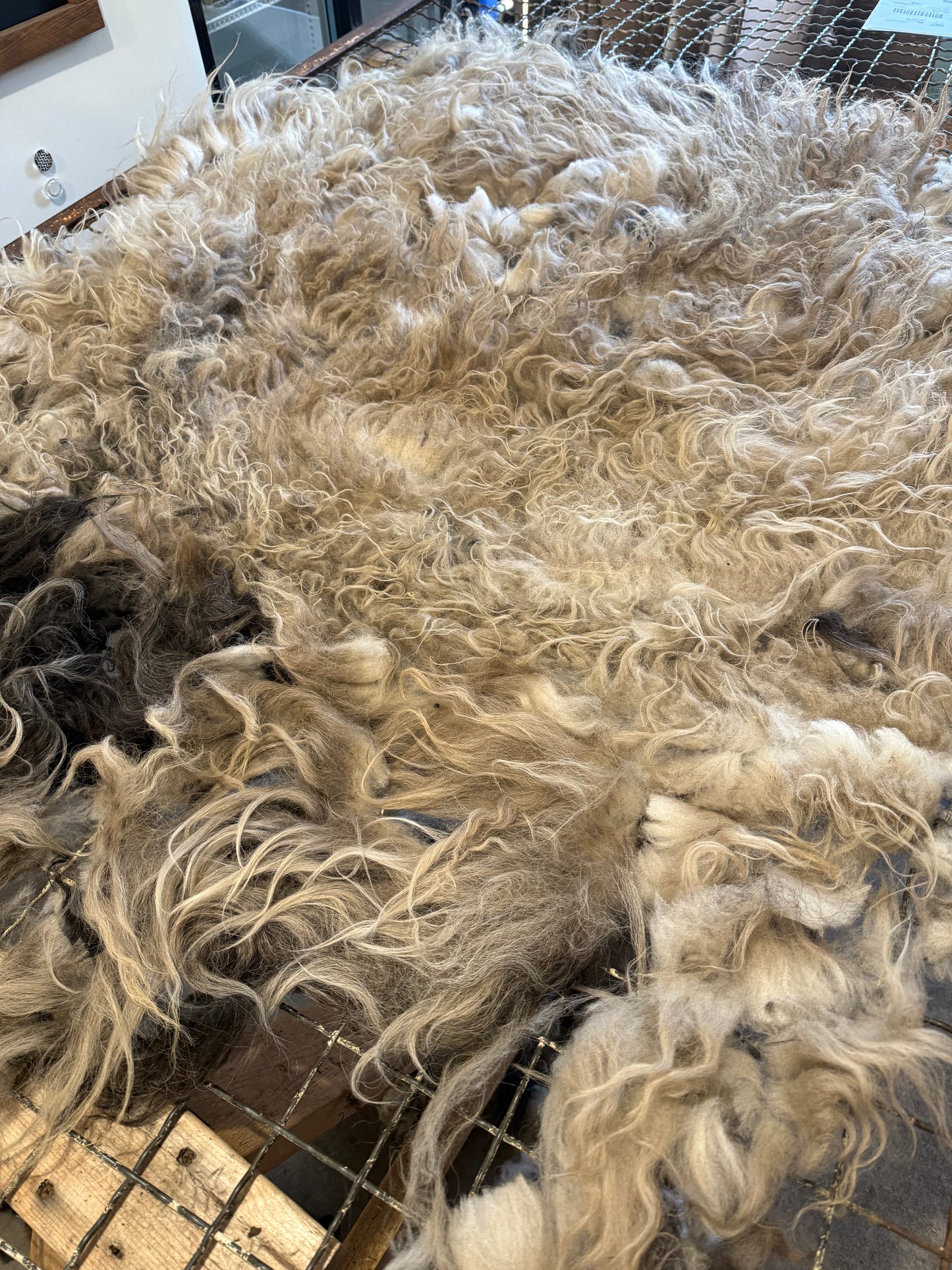 Icelandic Fall 2025 Fleece - “Badger”