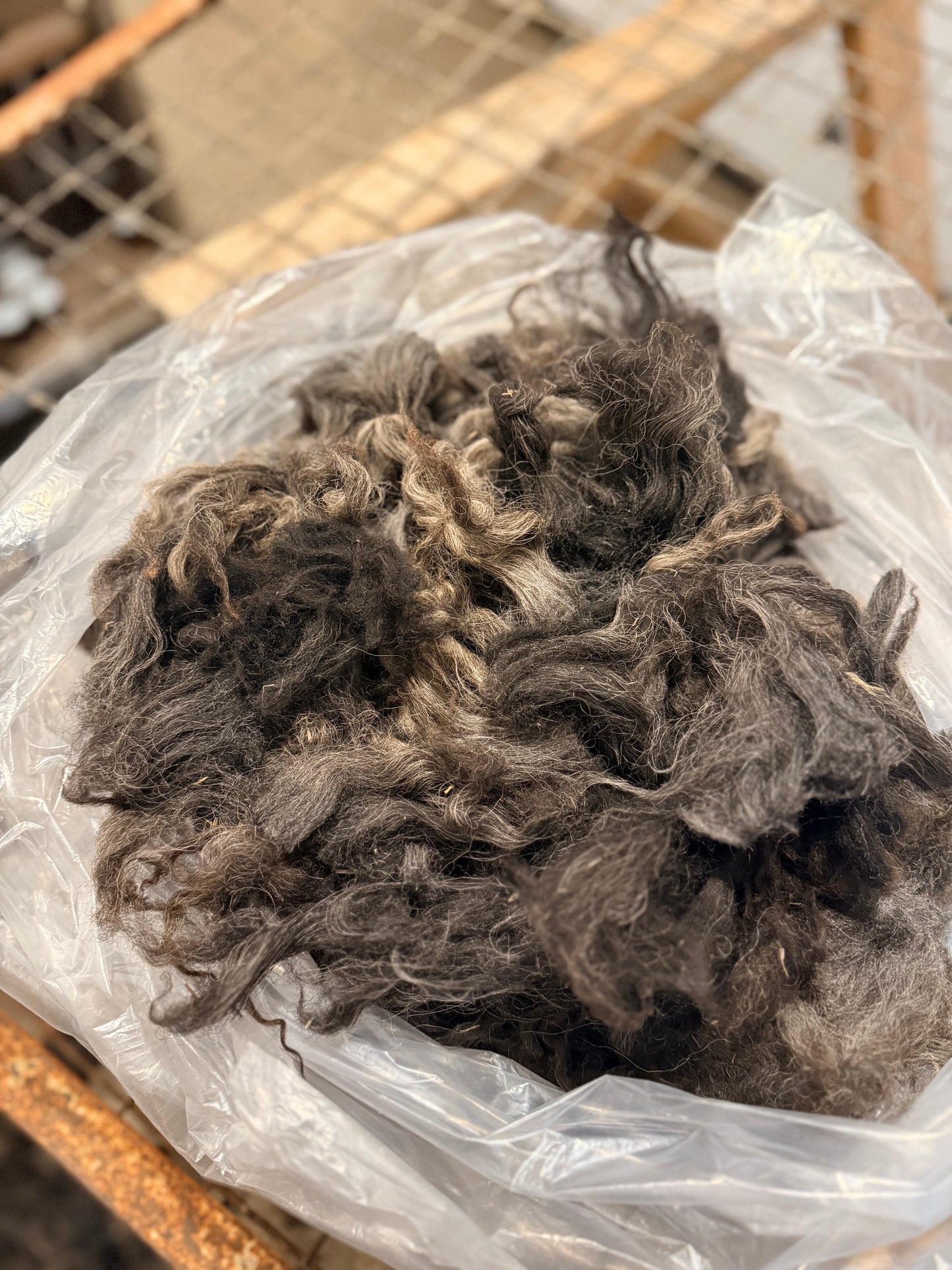 Icelandic x Navajo Churro Lamb Fall 2025 Fleece - “Romeo”