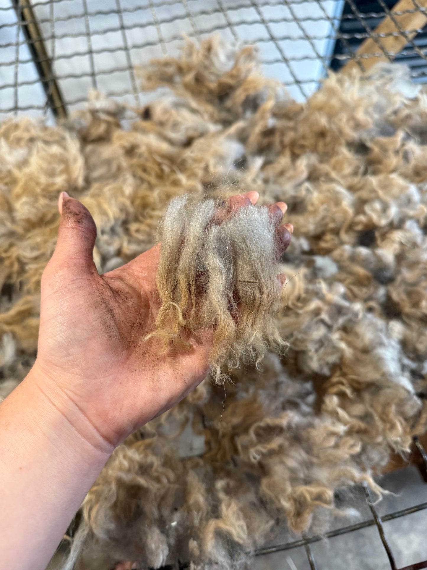 Icelandic x Navajo Churro Lamb Fall 2025 Fleece - “Fern”