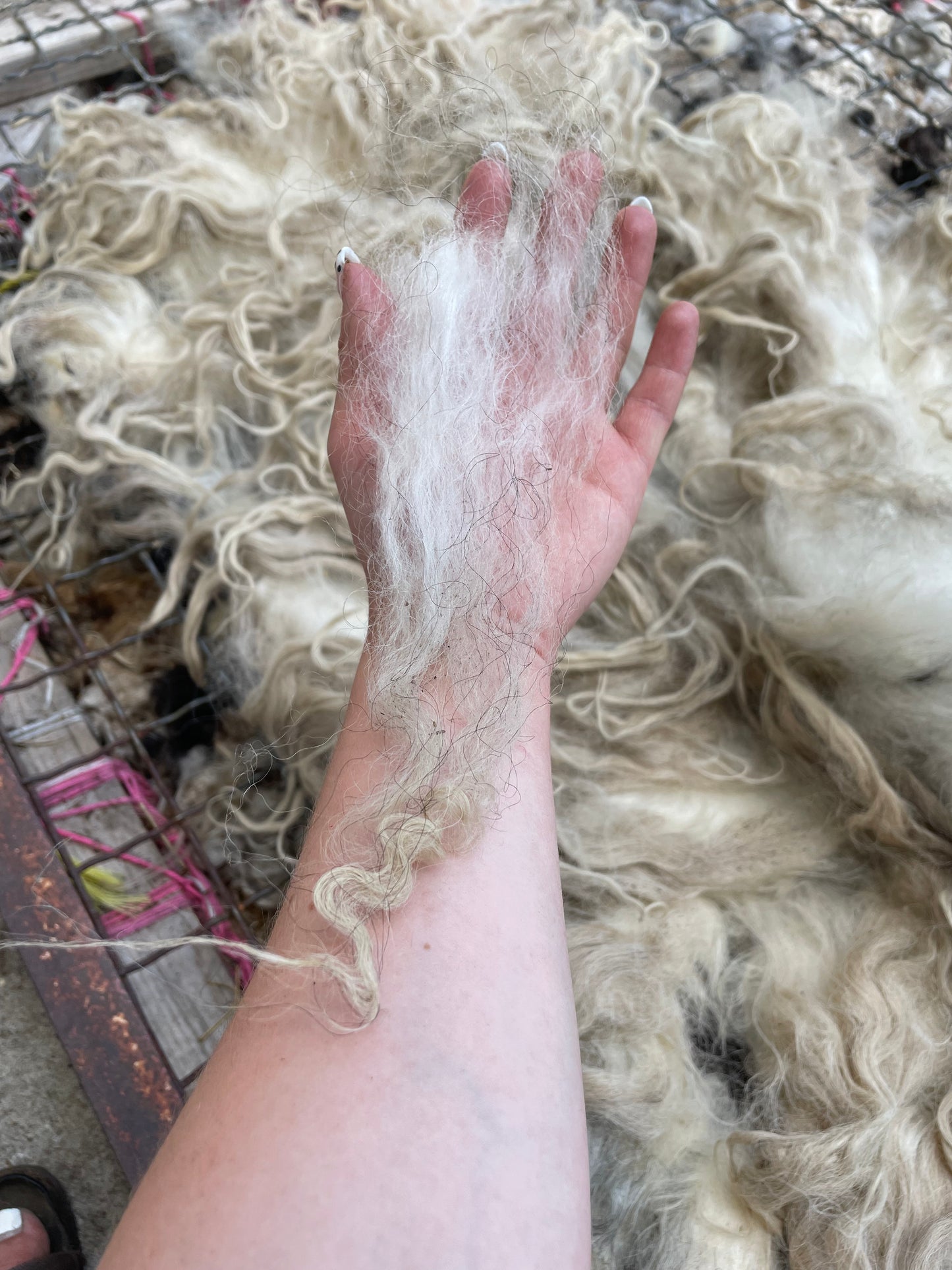 Icelandic Lamb Fleece