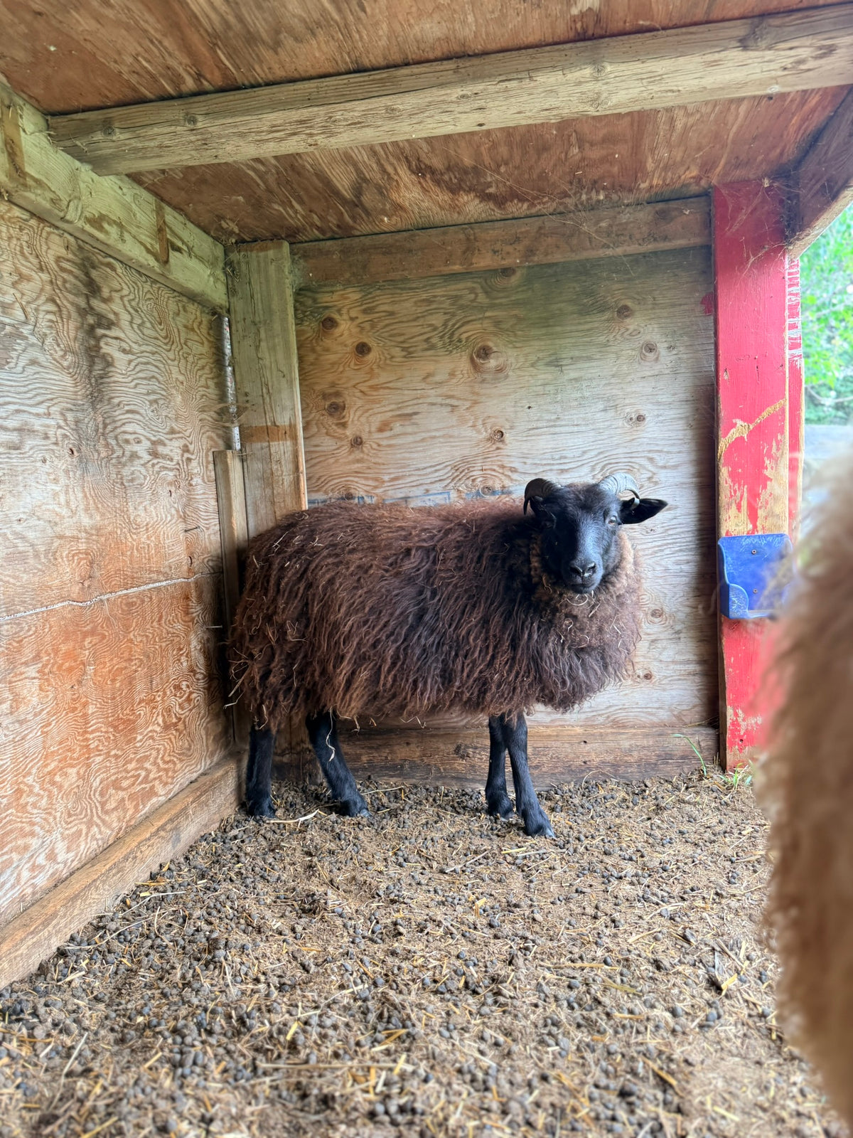 SponsorSHEEP 2026-2027