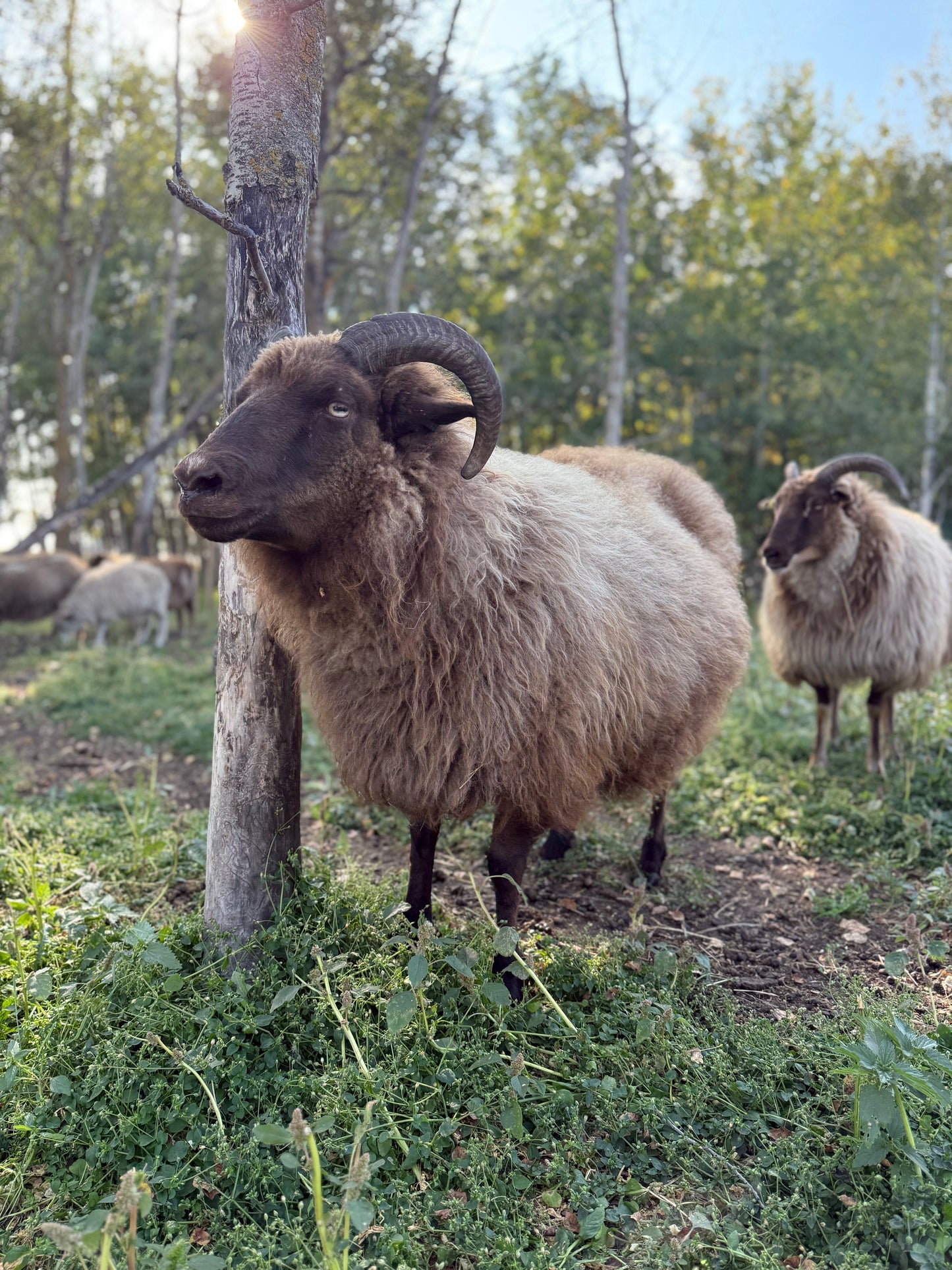 Icelandic Fall 2025 Fleece - “Isa”