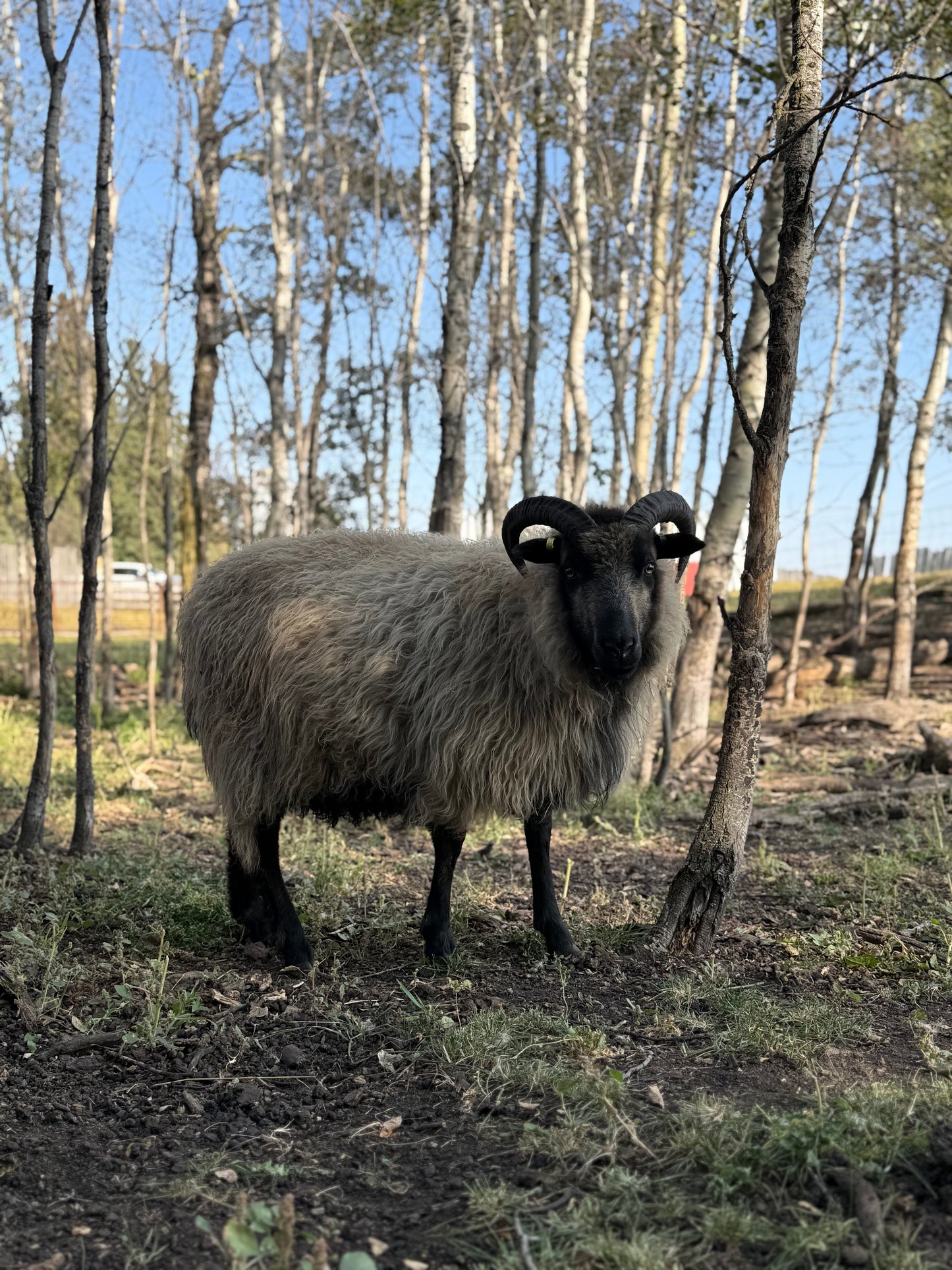 Icelandic Fall 2025 Fleece - “Badger”