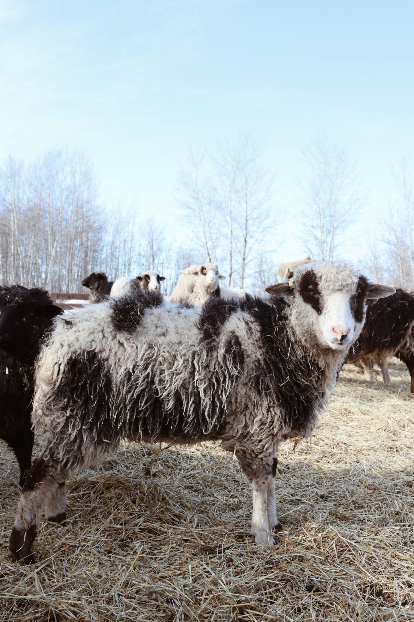 Navajo Churro Lamb - Violet