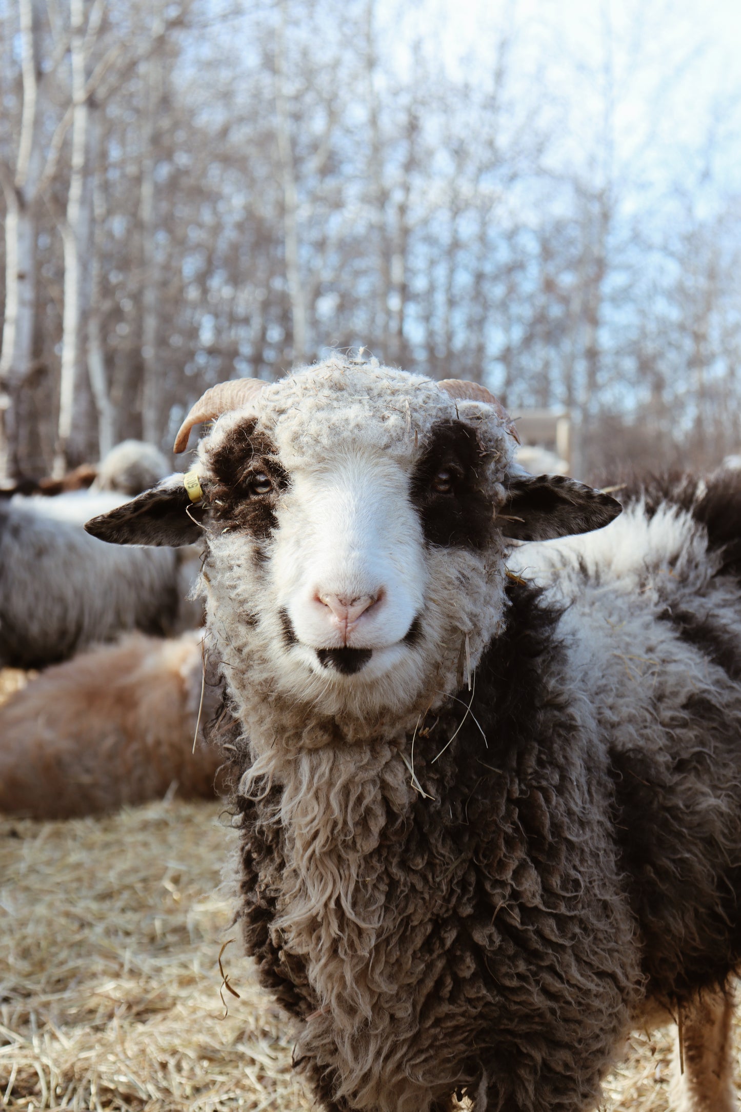 Navajo Churro Lamb - Remy