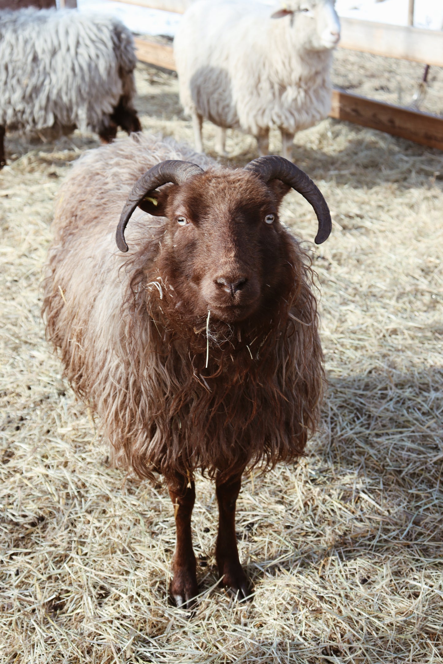 Icelandic Ewe - Annie