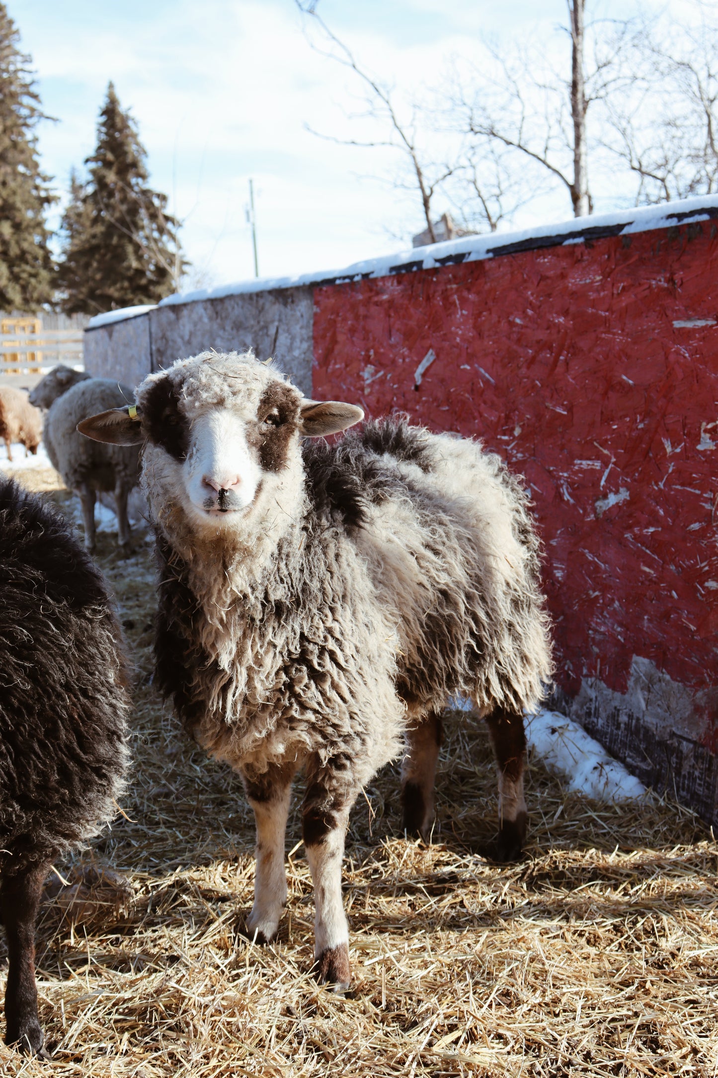 Navajo Churro Lamb - Violet