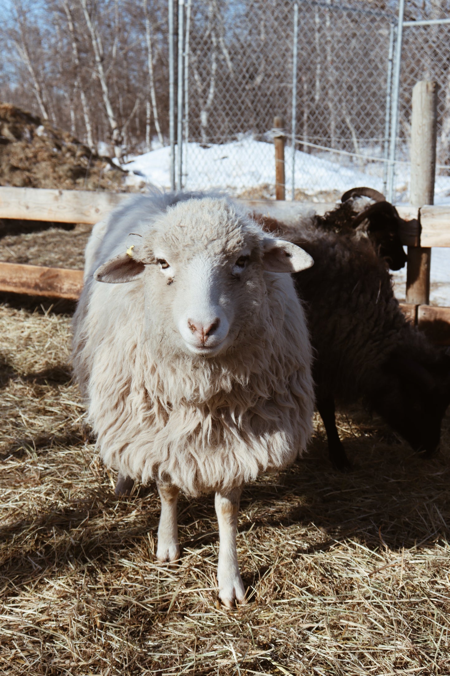 Navajo Churro Ewe - Snow
