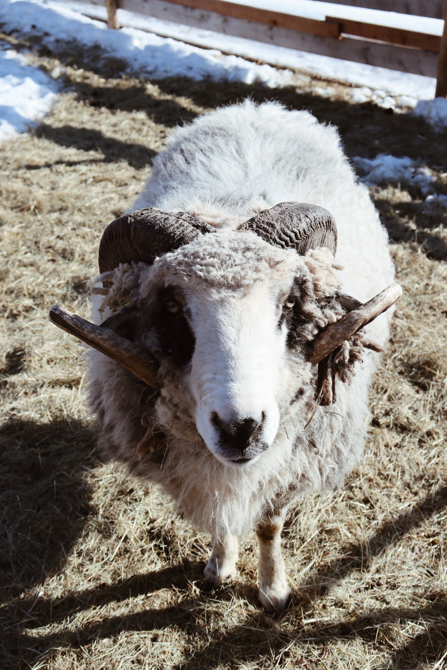 Navajo Churro Fleece - Rowan