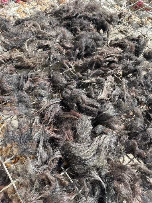 Icelandic Fleece - Astrik