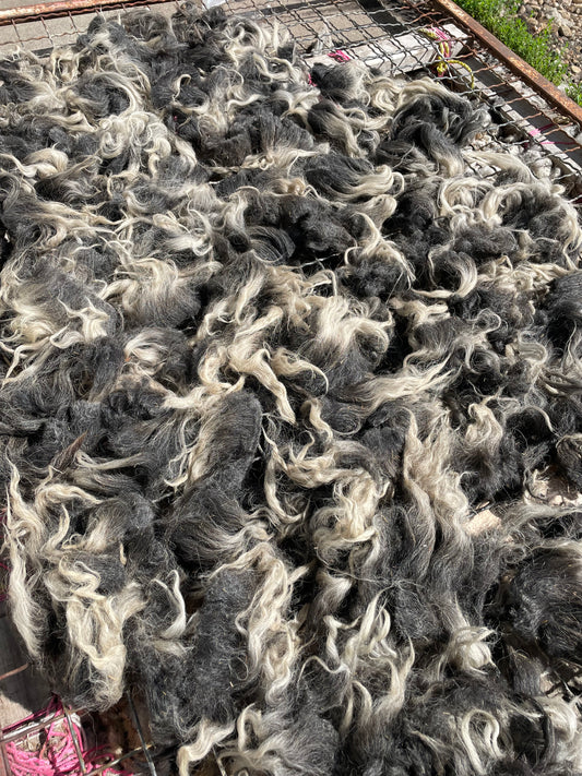 Navajo Churro Fleece - Stella