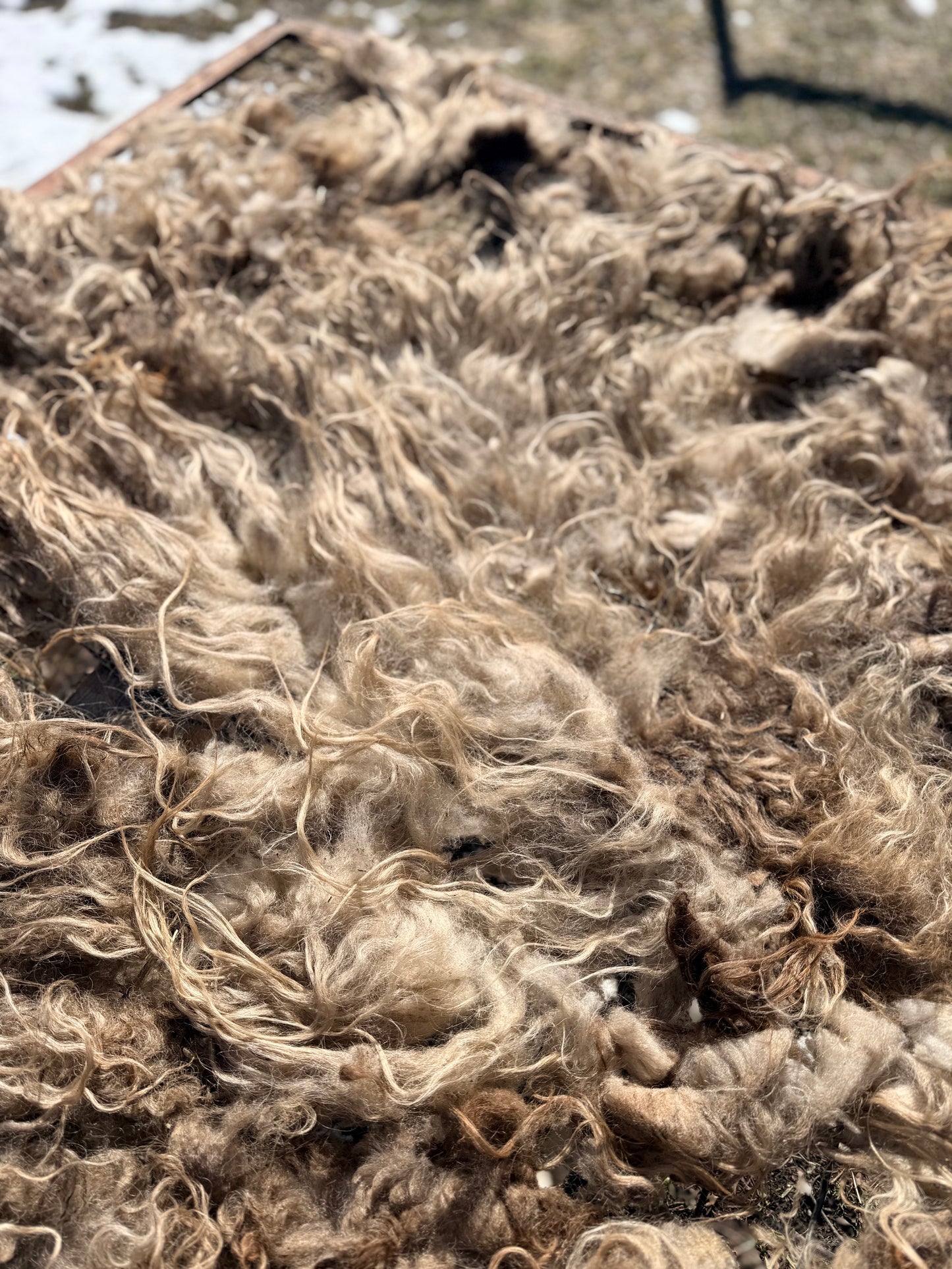 Spring 26’ Icelandic Fleece - “Annie”