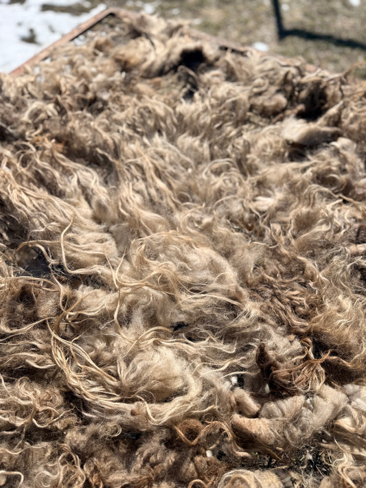 Spring 26’ Icelandic Fleece - “Annie”