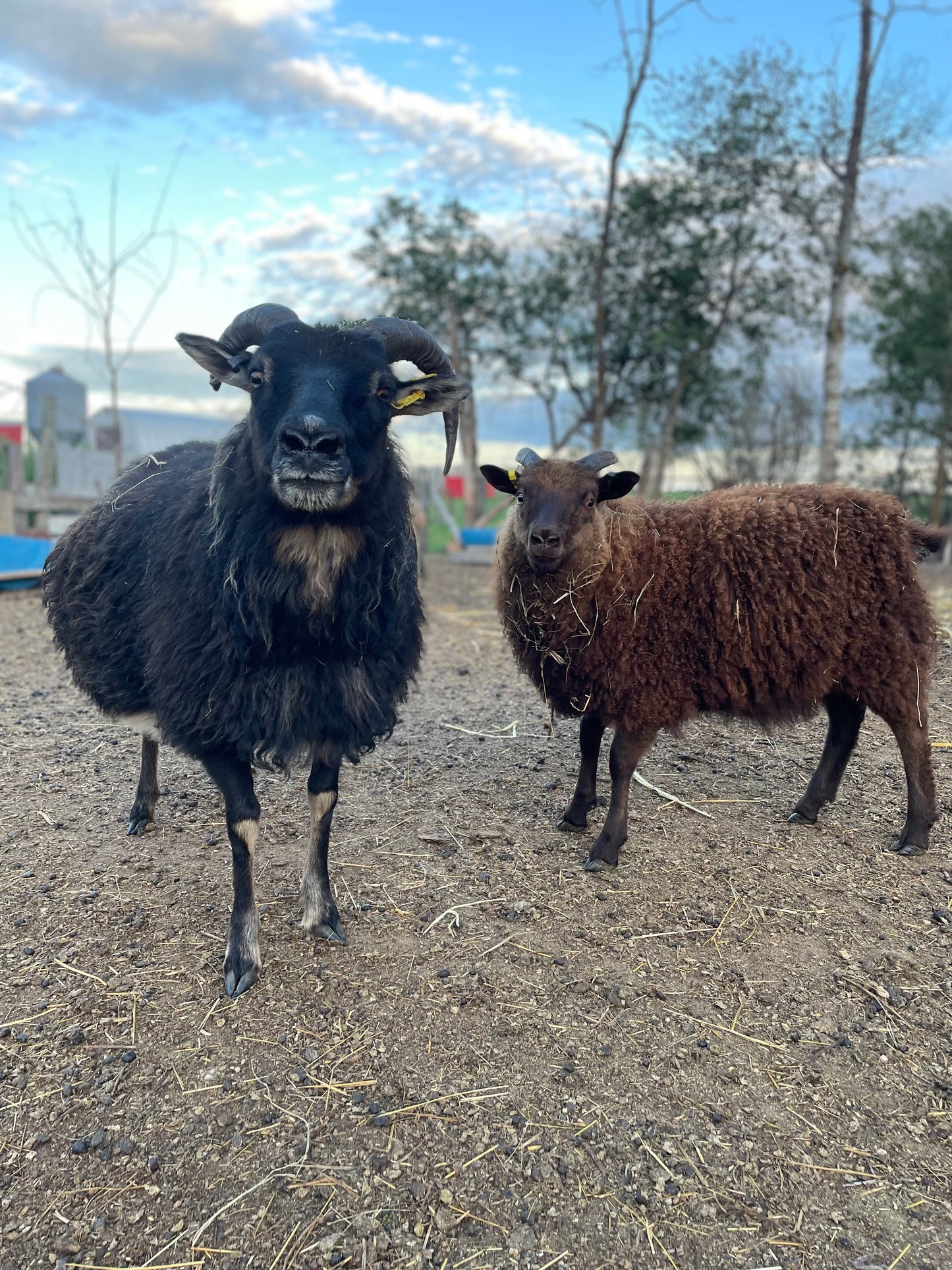 Lamb Reservations 2026