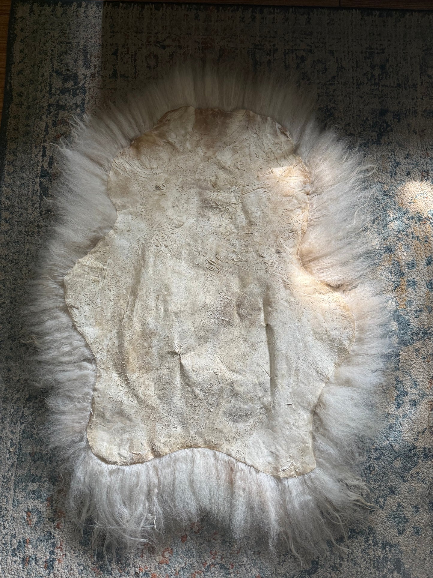 Icelandic Hide - “Joey”