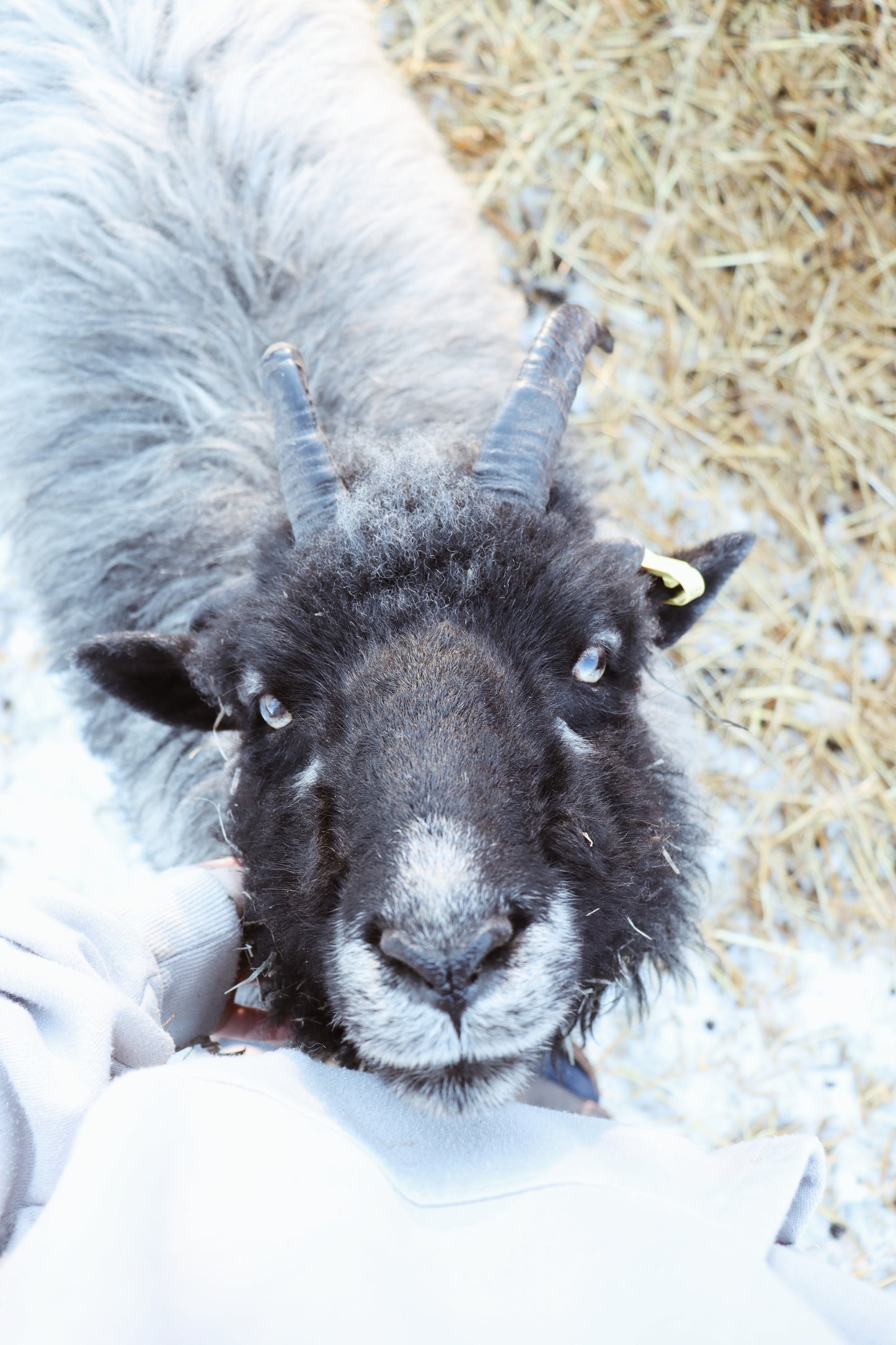 Navajo Churro x Icelandic Fleece - Rue