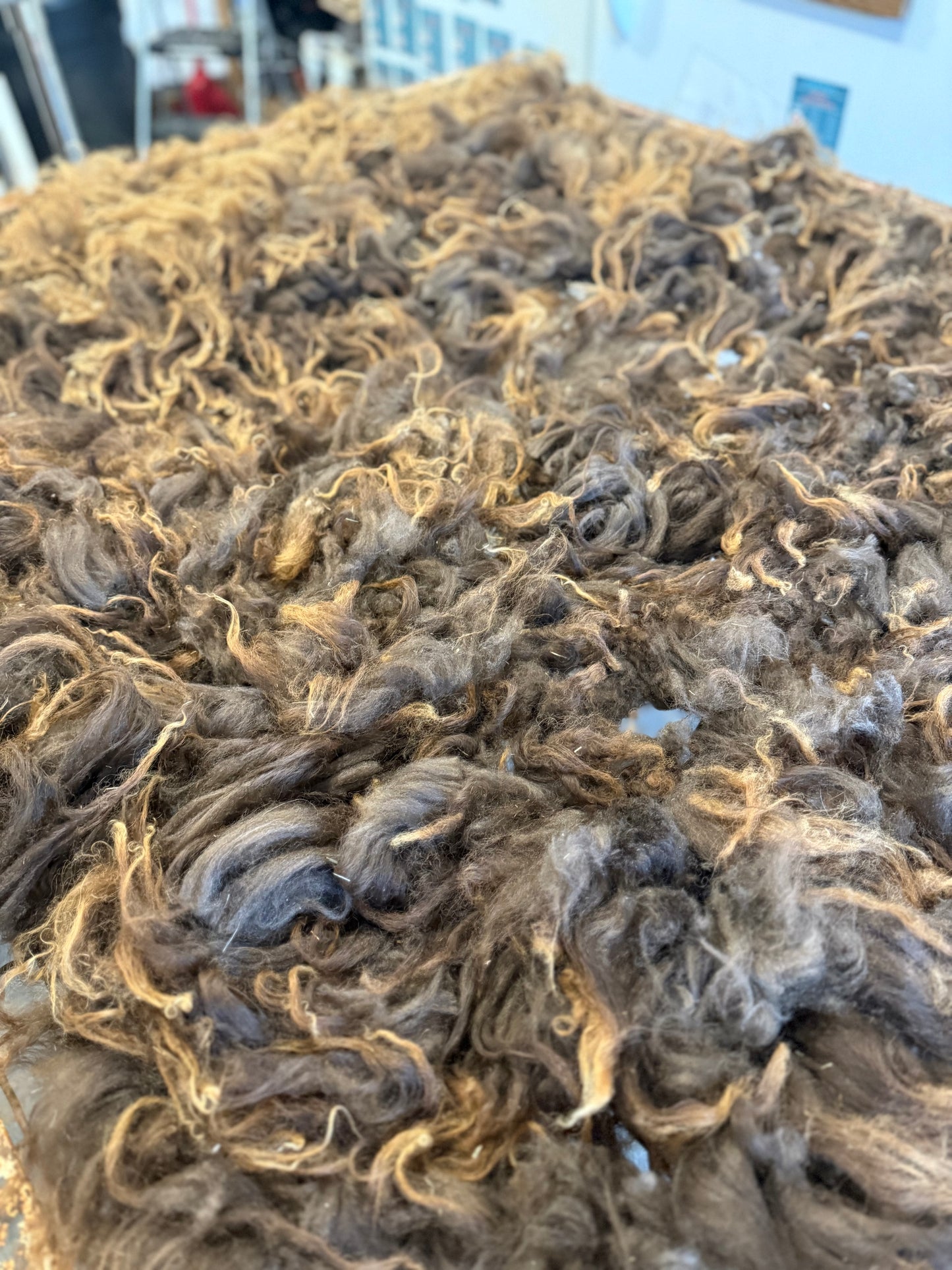 Icelandic Lamb Fall 2025 Fleece - “Faida”