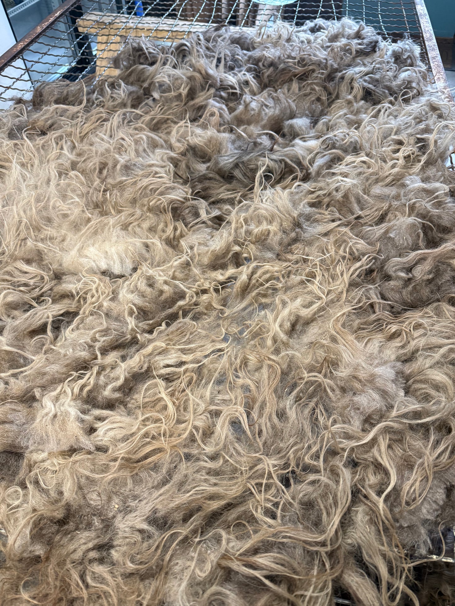 Icelandic Fall 2025 Fleece - “Annie”