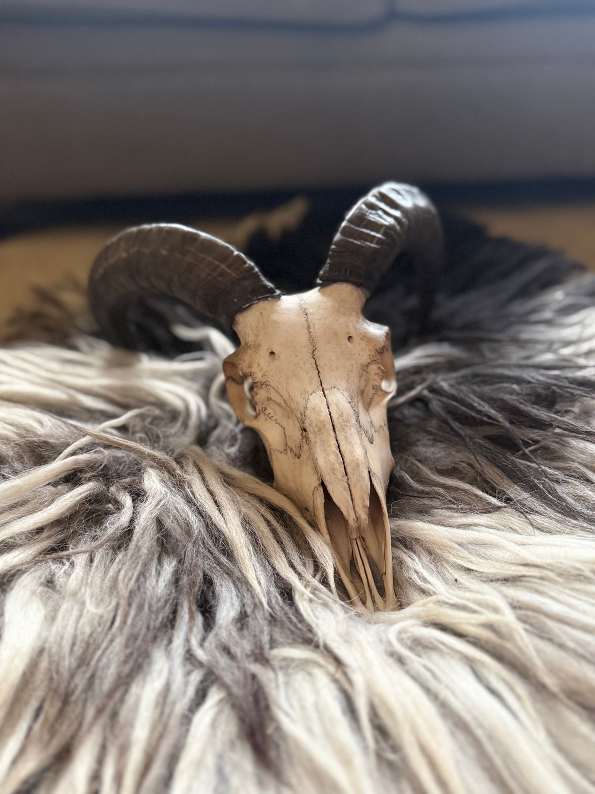 Icelandic Skull - “Badger”