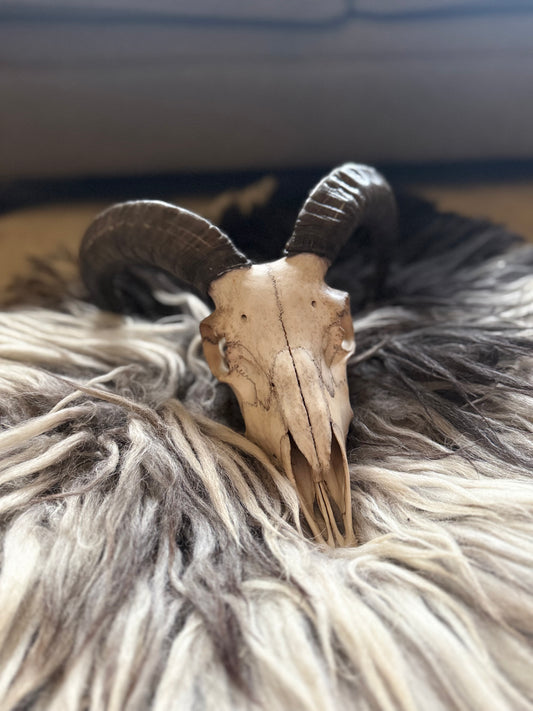 Icelandic Skull - “Badger”