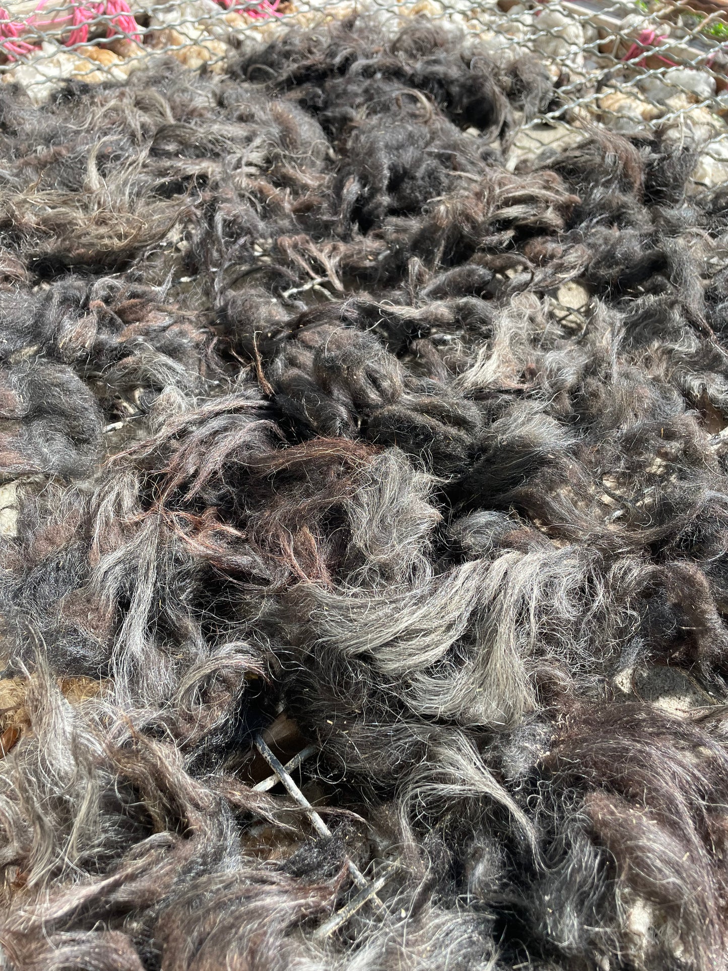 Icelandic Fleece - Astrik