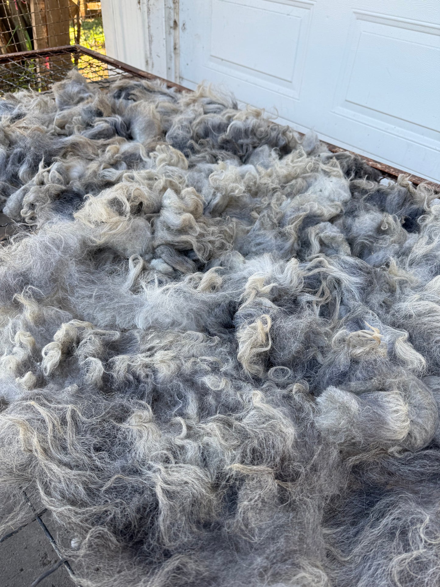 Navajo Churro Fleece - Rowan
